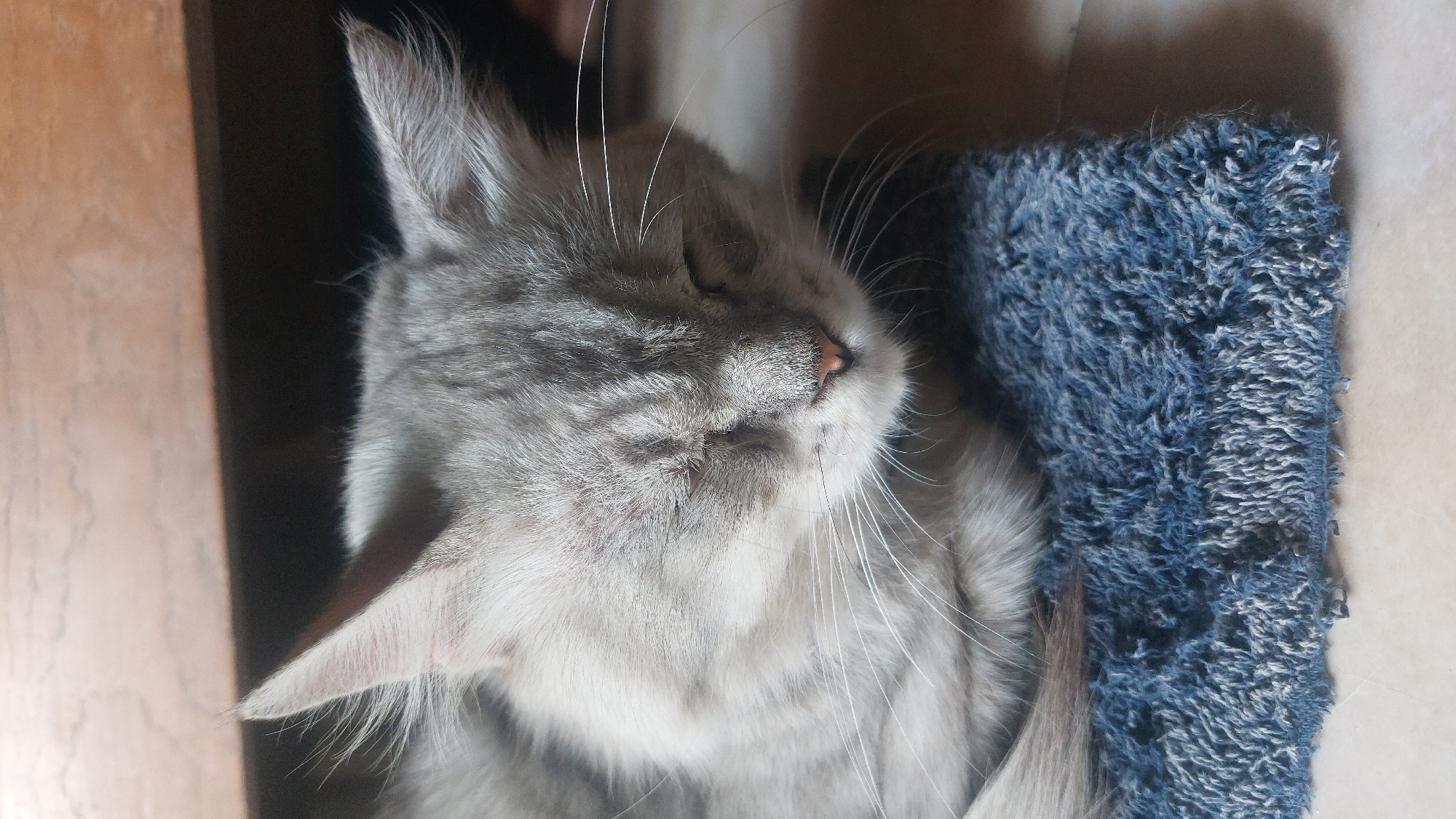 A close-up, eye-level shot focuses on a light gray tabby cat sleeping peacefully on a blue shag rug. The cat's eyes are closed, and its head is slightly tilted down, resting on the rug. Its ears are pointed upwards, with fine hairs visible along the edges. Long white whiskers extend from its muzzle, and a small pink nose is visible. The cat's fur appears soft and slightly fluffy, with subtle tabby markings on its face and head. The blue rug has a textured, shaggy surface. In the background, a dark, out-of-focus area suggests a shadowed indoor environment, possibly with wooden furniture. The overall lighting is soft, indicating an indoor setting. The scene is presumed to be in the city of Jatirogo, Indonesia.