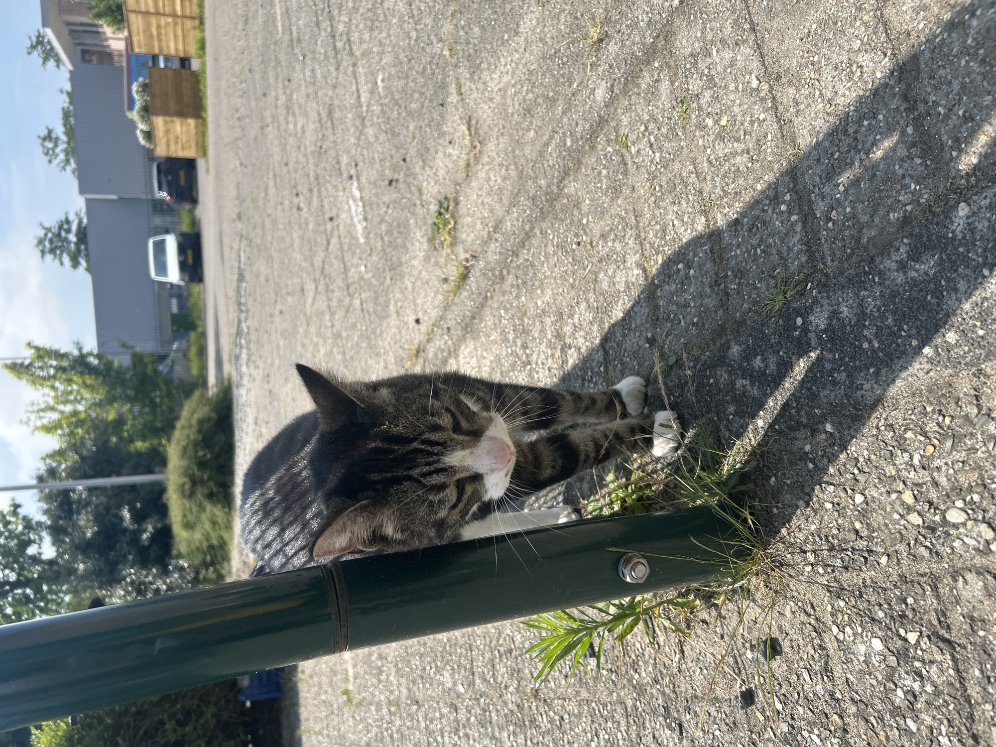 In Lisse, Netherlands, a tabby cat with white paws and chest walks on a concrete surface next to a green metal pole. The cat is looking down, its eyes partially closed. Some grass is growing around the base of the pole. In the background, there are buildings, parked cars, and trees under a bright sky.