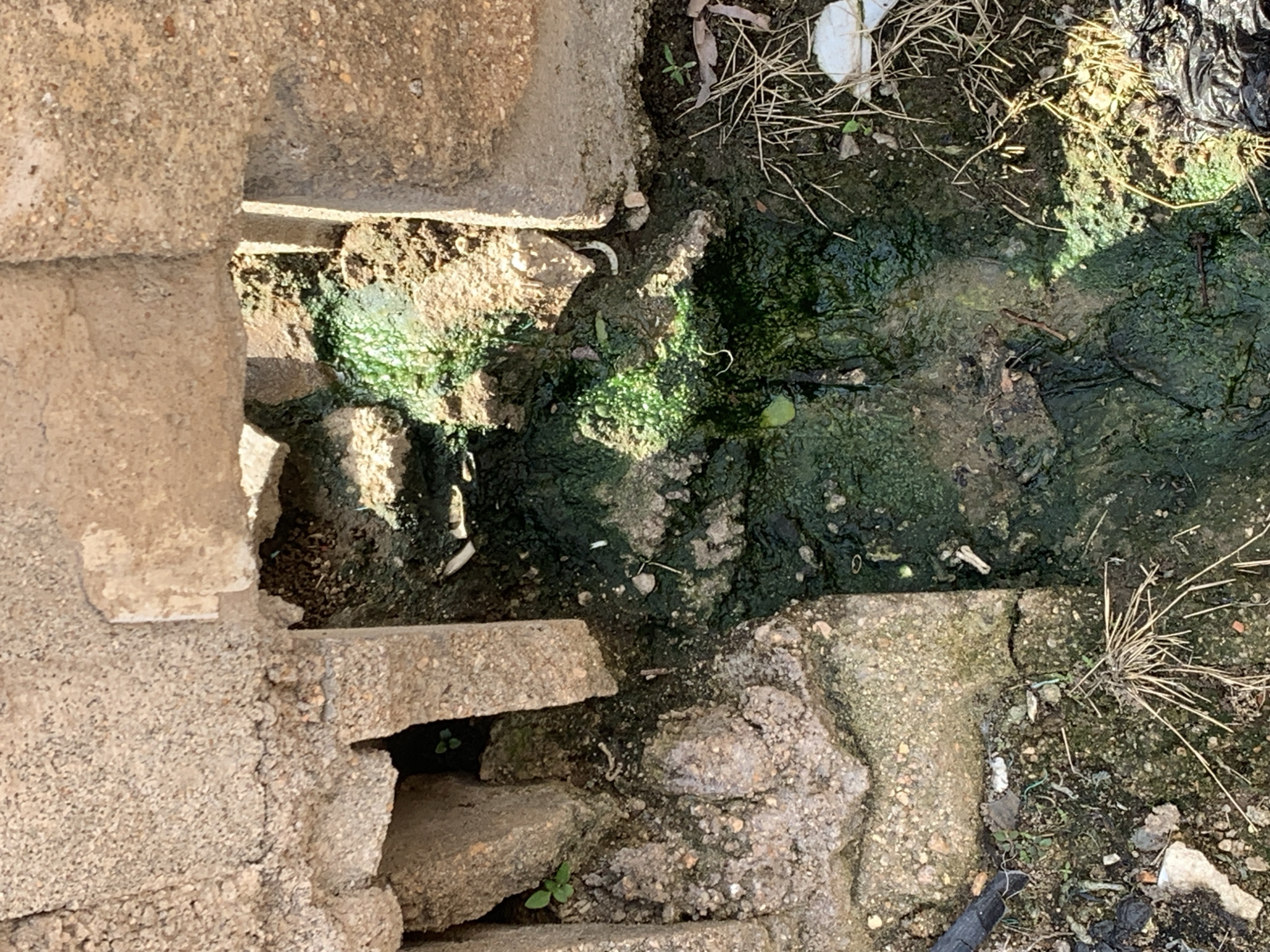 The image shows a close-up, eye-level view of a narrow, overgrown, and partially obstructed drainage channel. The channel is filled with murky, green, stagnant water and debris. The channel is flanked by rough, tan-colored concrete or stone structures, appearing weathered and damaged in places, creating openings and shadows. Small green plants are growing in the crevices of the concrete and on the edges of the channel. The ground surrounding the channel is composed of dirt, small stones, and dry grass. Some man-made debris, including what appears to be a black plastic bag, is visible on the right side of the image. The lighting suggests it is daytime, with harsh shadows indicating direct sunlight. There are no people or animals visible in the image.