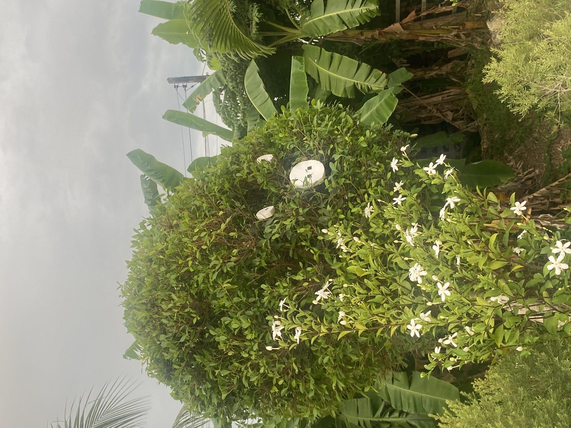 The image shows a dense collection of vegetation, likely taken in Choeng Thale, Thailand. Banana trees with large green leaves are prominent. A bush-like tree with small, white, star-shaped flowers is also present. A white, circular object with dark markings, possibly a man-made device, is positioned within the foliage of the bush-like tree. The sky is overcast. An electrical pole can be seen behind the trees.