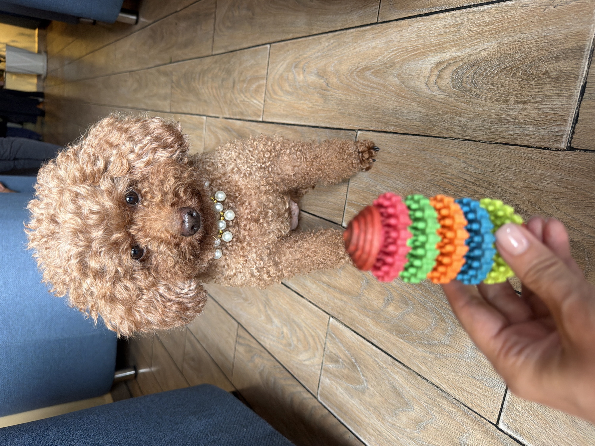 In Cam Ly - Đà Lạt, Vietnam, a close-up, eye-level shot focuses on a small, reddish-brown toy poodle wearing a pearl necklace. The dog is positioned on a light-colored wooden floor, looking directly at the camera. In the foreground, a human hand is holding a colorful, stacked toy that resembles a stack of small, ridged cones in red, pink, green, orange, and blue. The background is blurred, showing glimpses of blue seating furniture and other people standing further back. The lighting appears natural, suggesting an indoor setting, possibly a home or cafe.
