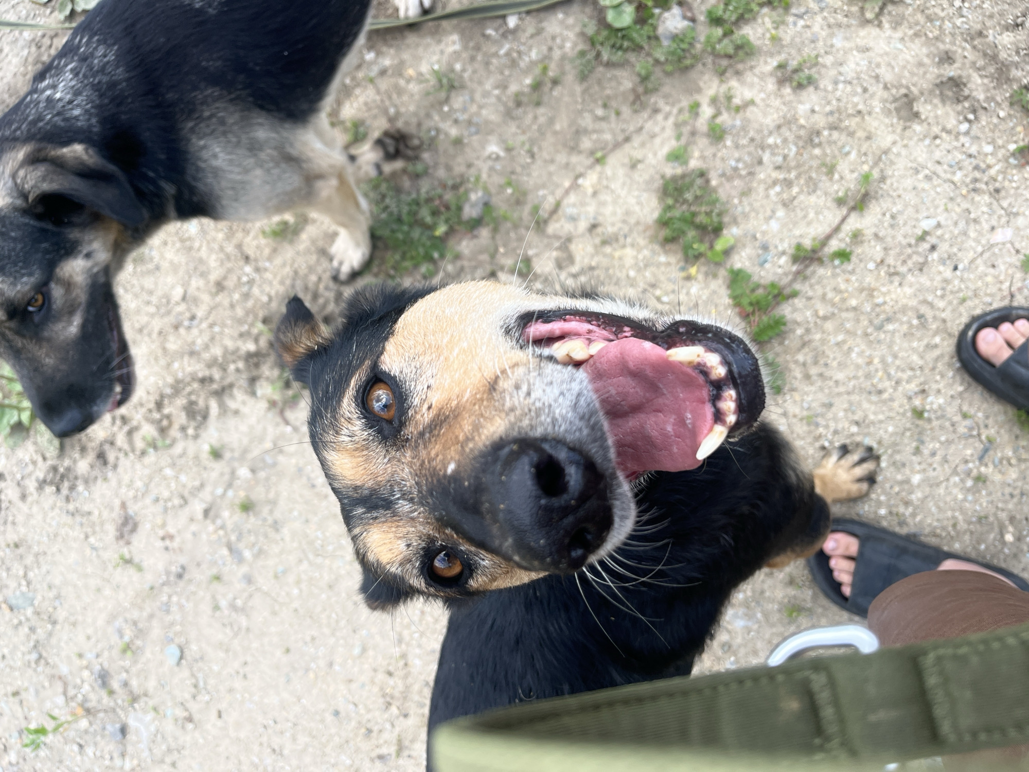 In a low-angle, close-up shot, two dogs are present on a gravelly and sandy ground with sparse green vegetation. The dog in the foreground, a medium-sized mixed breed with black, tan, and brown fur, looks directly at the camera with its mouth open, panting. Its pink tongue is visible, along with its teeth and whiskers. The dog's eyes are a warm brown, and its nose is black and wet. A segment of a khaki-colored strap, likely from a leash or bag, is in the lower left corner, partially obscuring the dog. A person's foot, wearing a black slide sandal, is visible beneath the dog's head. In the background, the head and shoulders of another dog, a larger German Shepherd-like breed with black and tan fur, are visible, looking to the left. The overall environment suggests an outdoor setting, possibly a park or a backyard. There is no specific indicator of the location within Nizhny Tagil, Russia.
