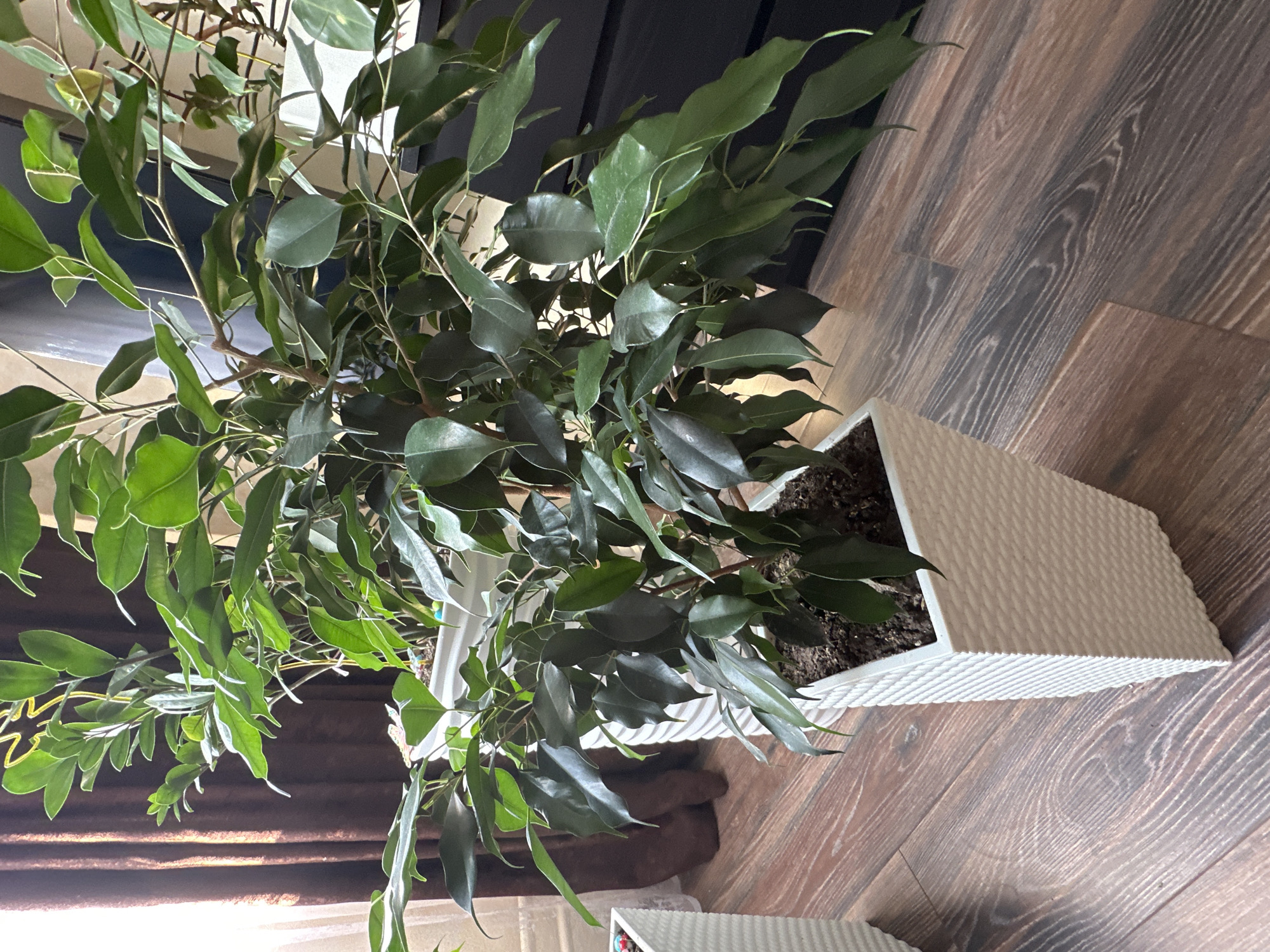The image shows a ficus benjamina plant in a white textured planter. The planter is square and appears to be made of a woven material. The plant has lush green leaves and is well-maintained. The planter is placed on a wooden floor, which has a rustic finish with visible grain patterns. In the background, there is a dark brown curtain and a dark gray piece of furniture, possibly a dresser or cabinet. The lighting suggests it is daytime, with light filtering in from the left side of the image. There is no indication of the location in Podolsk, Russia.