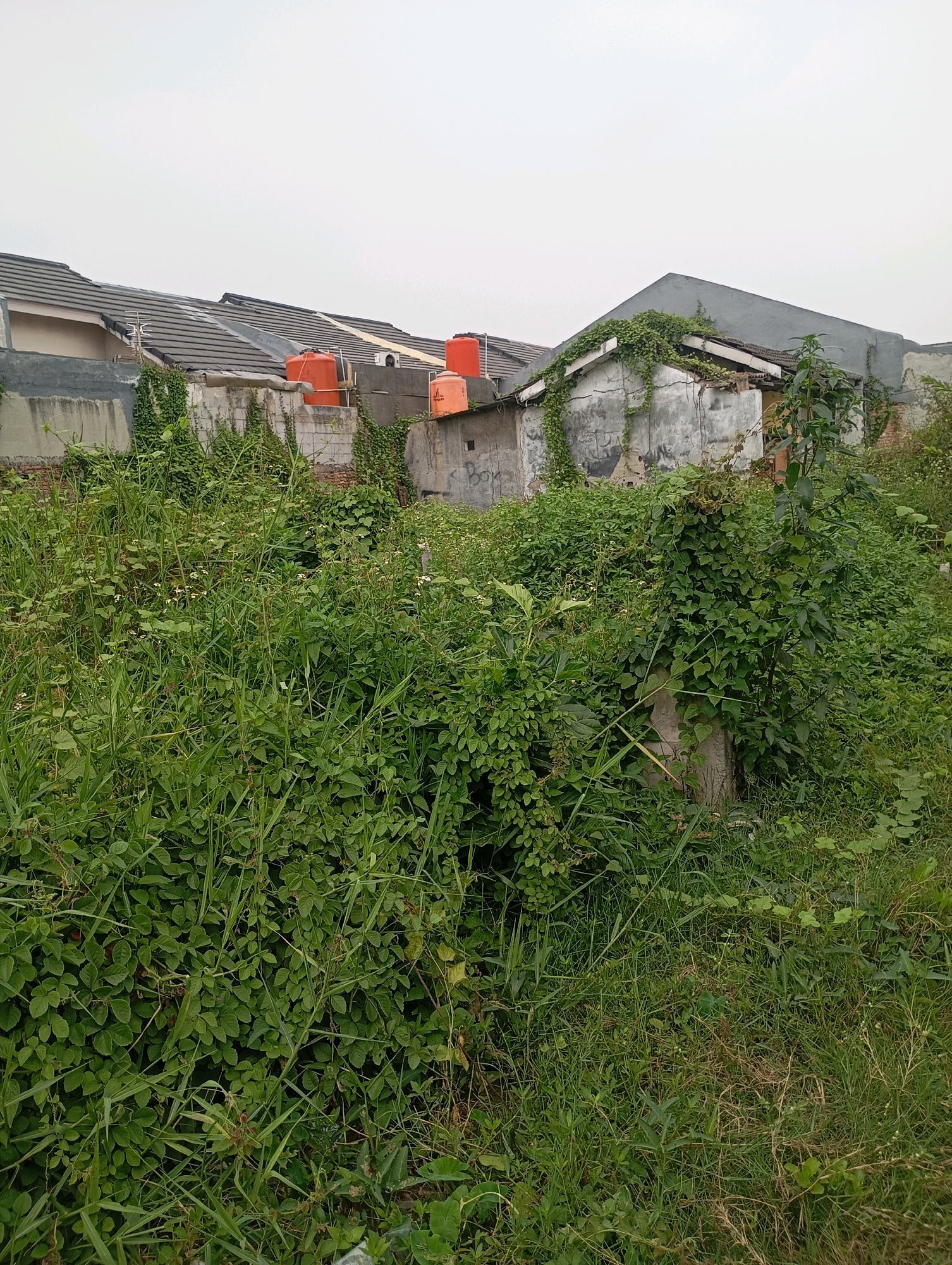 The image depicts an overgrown lot in Babelan, Indonesia, with a cluster of buildings in the background. In the foreground, dense green vegetation, including tall grasses and leafy plants, dominates the scene, obscuring much of the ground. Some of the vegetation shows small white flowers.
In the mid-ground, a series of low-rise buildings are visible, their rooftops covered with dark gray tiles. Two large orange water tanks are prominently placed on one of the buildings. The walls of these structures appear to be made of concrete blocks and some have a rough, weathered finish. Ivy and other climbing plants are growing on the walls, adding to the unkempt appearance. One building has a peaked roof and appears partially dilapidated, with exposed concrete and some graffiti.
The sky above is overcast and a pale gray. The overall impression is one of an abandoned or neglected urban space reclaimed by nature, located within a residential area in Babelan. No people are present in the image.