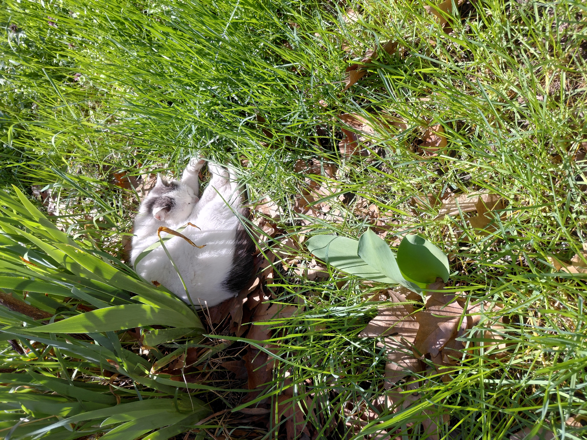 A white and black cat is curled up in a patch of grass in Unknown, Unknown. The cat's paws are visible, and its body is nestled amongst the grass blades and some broad green leaves. The ground also has some scattered brown fallen leaves.