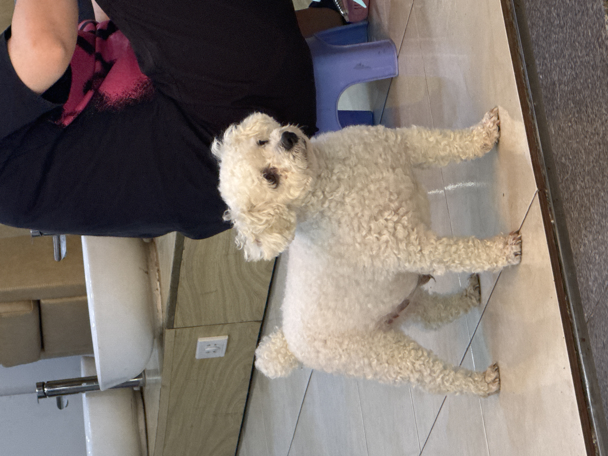 A fluffy white dog stands on white tile flooring. A person wearing a black shirt with a pink design sits near the dog. A blue stool sits near the person. A sink and cabinets are visible to the left. A gray strip runs vertically along the right side of the image.