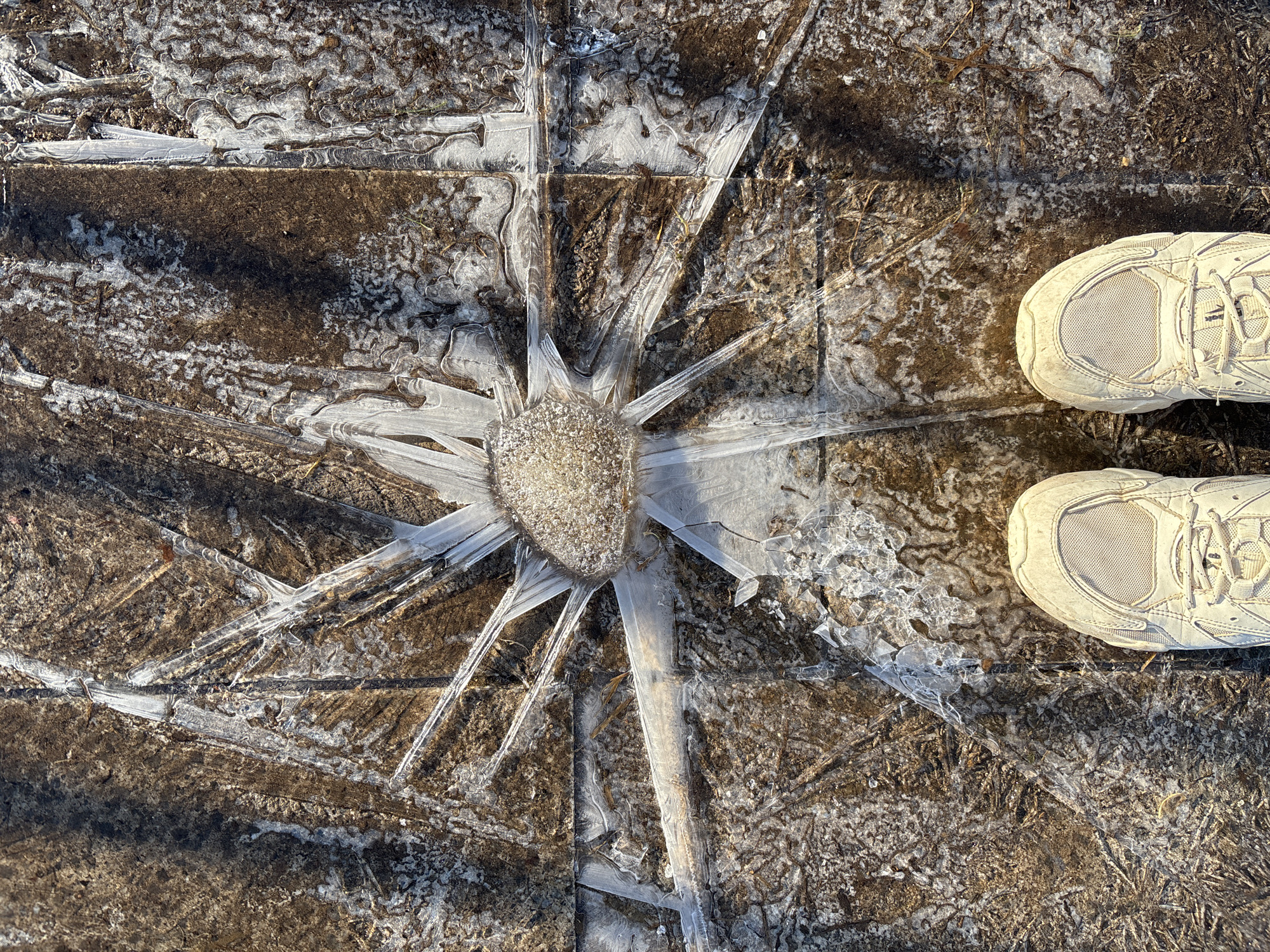 The image shows a close-up view of a frozen puddle on a brick or stone surface. In the center of the puddle, a spherical object is surrounded by radiating ice crystals, forming a star-like pattern. The ice crystals are elongated and taper outwards. The background consists of a mosaic of dark brown and white patterns on the surface, likely due to water or ice interacting with the textured material.
In the upper right corner of the image, a pair of white running shoes are visible, suggesting the presence of a person nearby. The shoes are slightly dirty, indicating they have been used outdoors.
Without further information, specifying the exact location within Chaikovsky, Russia is impossible.