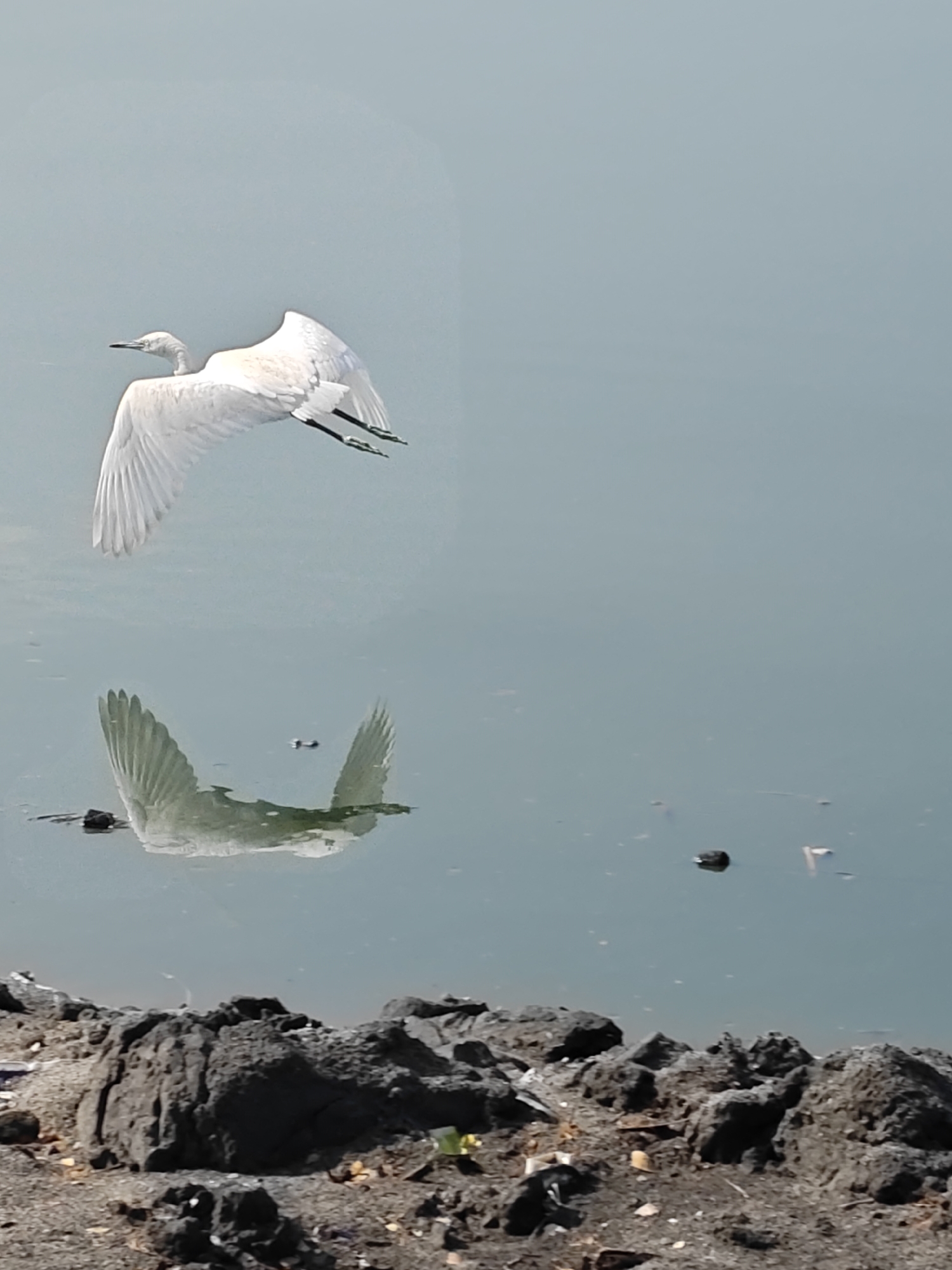 A white egret flies above the water of a body of water. A reflection of the egret is visible in the water. Debris floats in the water. The shoreline is in the foreground with rocks and dirt. The location is in Lhokseumawe, Indonesia.