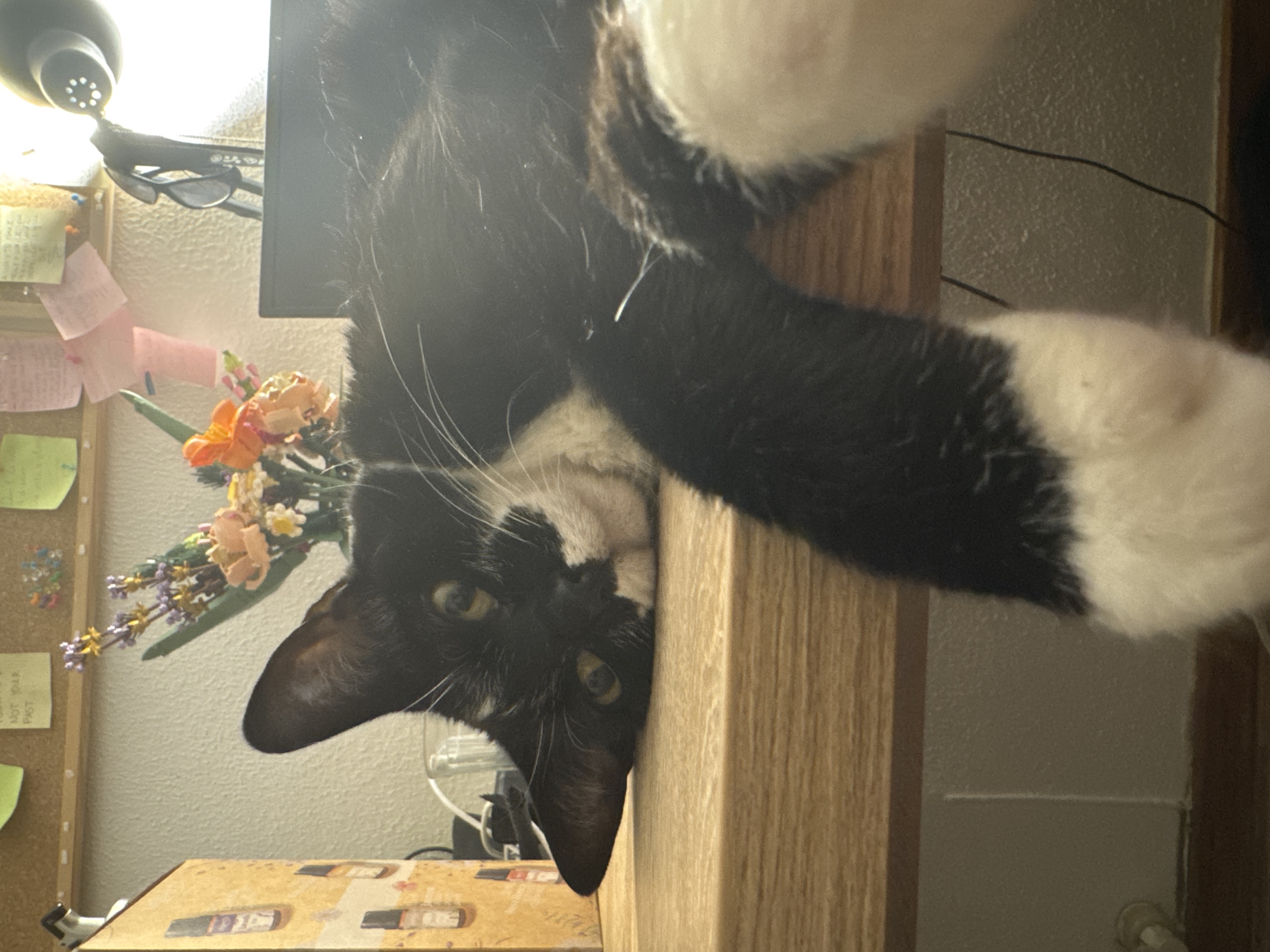 A black and white cat with green eyes is lying on a wooden desk in an indoor setting. The cat's head is resting on the desk, with its body extending out of frame. The desk has various items on it, including a decorative floral arrangement with purple and orange flowers, a corkboard with notes and small colorful decorations, and a laptop. The background appears to be a wall with a textured surface. There is a lamp with sunglasses hanging from it to the right of the floral arrangement. The lighting suggests this scene is taking place indoors, possibly in a home office or study. The image does not contain any identifiable elements that would place it specifically in Castelo Branco, Portugal.