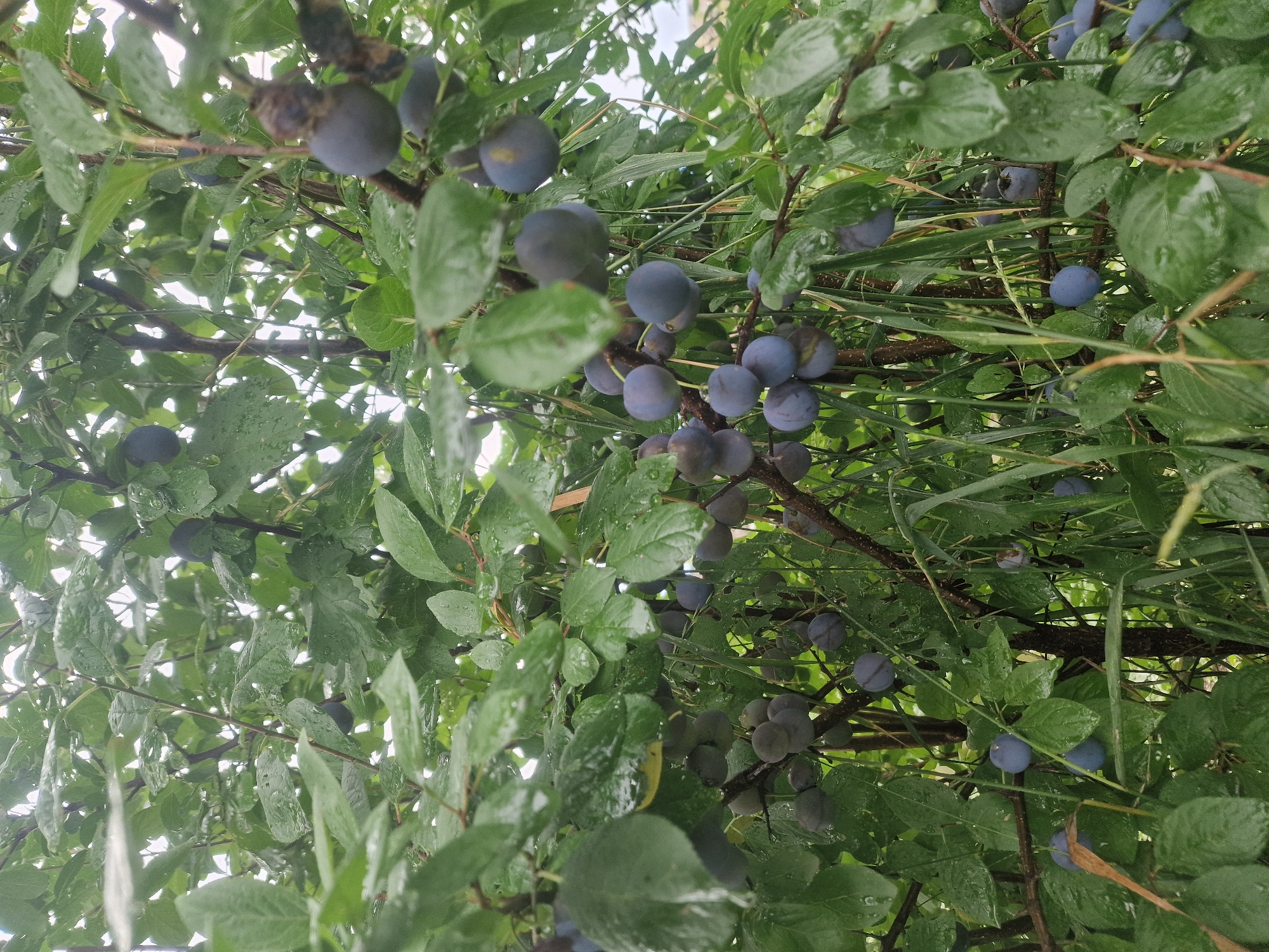 This is a medium-distance, eye-level, vertical shot of a plum tree in Makinsk, Kazakhstan. The tree is laden with ripe, dark purple plums. The leaves are a vibrant green, many of them wet, suggesting recent rain. The background is a soft blur of foliage and sky. There are no people or animals visible in the image. The scene appears to be in a natural or semi-natural setting, possibly a garden or orchard. The overall impression is one of abundance and the natural beauty of a fruitful harvest.