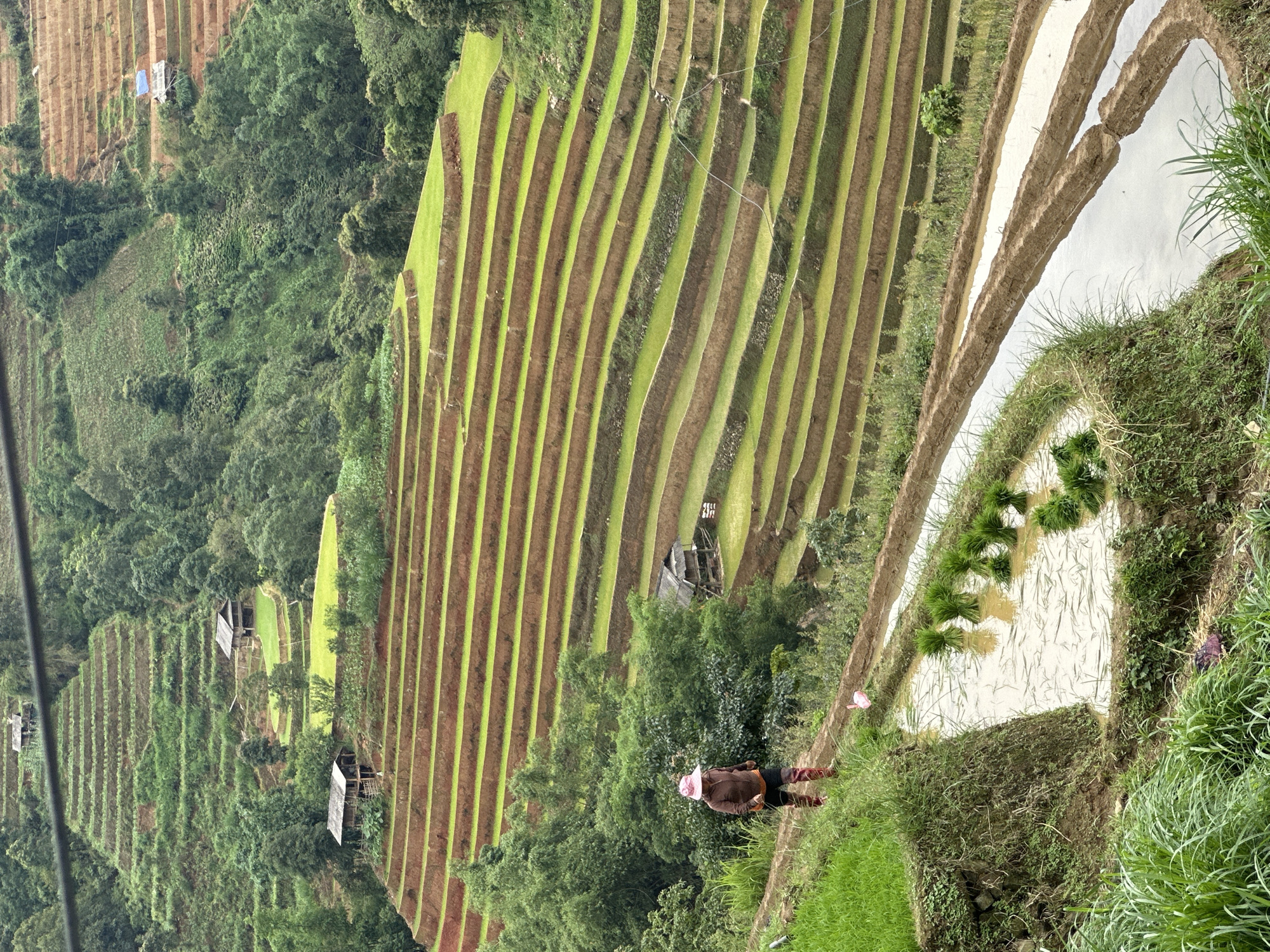This detailed image captures a panoramic view of an expansive terraced agricultural landscape in Mù Cang Chải, Vietnam, under an overcast sky. The scene is dominated by numerous, precisely carved rice paddies descending steep hillsides, interspersed with natural vegetation and small human structures.
In the foreground and lower-middle left, a person is walking along a narrow, muddy path or a terrace edge. This individual wears a light pink wide-brimmed hat, a brown long-sleeved shirt, dark lower garments, and distinctive red rubber boots extending to the mid-calf. Their back is partially turned to the viewer as they proceed along the contour of the land. Adjacent to the path, a flooded paddy contains multiple bundles of vibrant green rice seedlings floating in muddy water, indicating ongoing or imminent rice transplanting. A small, crumpled pink plastic bag lies on the path near the person.
The terraced fields exhibit a range of agricultural states:
- Many terraces in the middle and upper sections are lush green, populated with young rice plants.
- Other terraces, particularly closer to the foreground and middle, are flooded with water, some reflecting the sky, others appearing muddy brown.
- Further up the slopes, some terraces show the reddish-brown hue of tilled earth, suggesting recent preparation.
Scattered across the verdant hillsides are several rustic wooden huts or small houses with dark, pitched roofs. One prominent hut is situated on a lower terrace in the middle-left, while another is positioned higher on a distant slope. A smaller, simpler structure with a blue tarp roof is visible on a dryer section of a hillside in the upper right.
The uncultivated areas and the steeper inclines between the terraces are densely covered with various types of green vegetation, including trees, shrubs, and grasses, forming a rich, natural backdrop. Thin, dark utility lines traverse the upper portion of the image horizontally, while finer lines, possibly irrigation or fencing elements, are visible across some of the terraced fields in the middle-right.