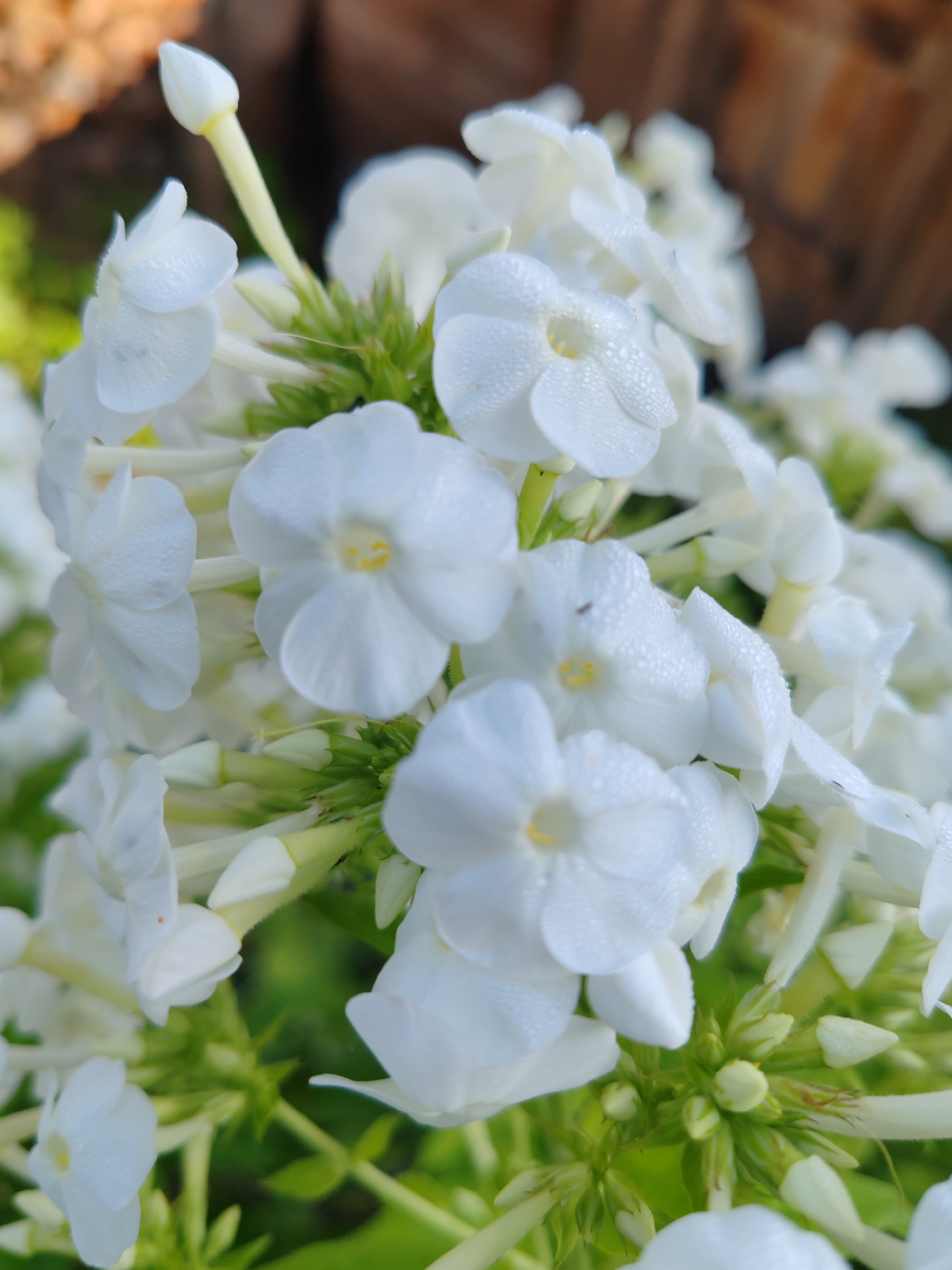 This is a close-up, vertical, macro photograph of a cluster of white phlox flowers. The flowers are in various stages of bloom, with some fully open and others in bud. The petals are delicate and appear slightly wet, with tiny water droplets visible on their surfaces. The center of each open flower has a small, yellowish stigma. The stems and buds are a vibrant green, contrasting with the white of the petals. The background is softly blurred, showing hints of brown wood and green foliage, suggesting an outdoor garden setting. The image was taken in the city of Chukhloma, Russia.
