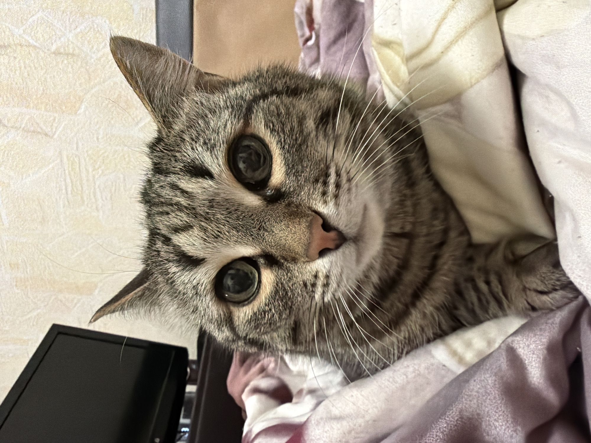 A close-up, slightly angled photograph shows a tabby cat partially obscured by light-colored, patterned bedding. The cat's face is the primary subject, with its large, round, green eyes, pink nose, and prominent whiskers. The cat has a striped fur pattern on its head and body. To the left of the cat's head, a dark-colored electronic device (possibly a computer monitor) is partially visible. The image provides no indication of the city of Izhevsk, Russia.