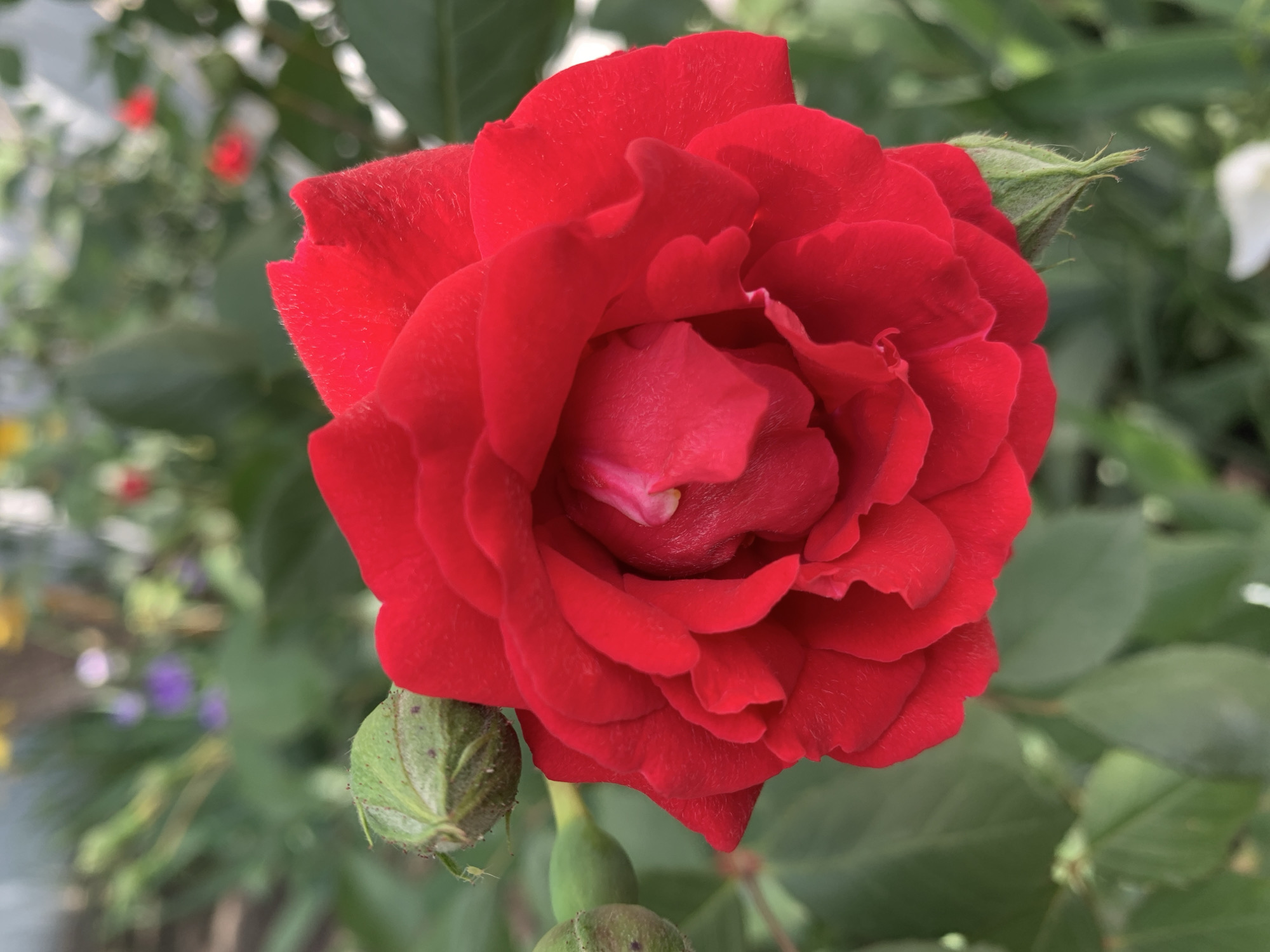 A red rose is in full bloom, featuring multiple layers of soft, textured petals. There are two green rosebuds beside the flower. The background consists of green foliage. The location is Unknown, Unknown.