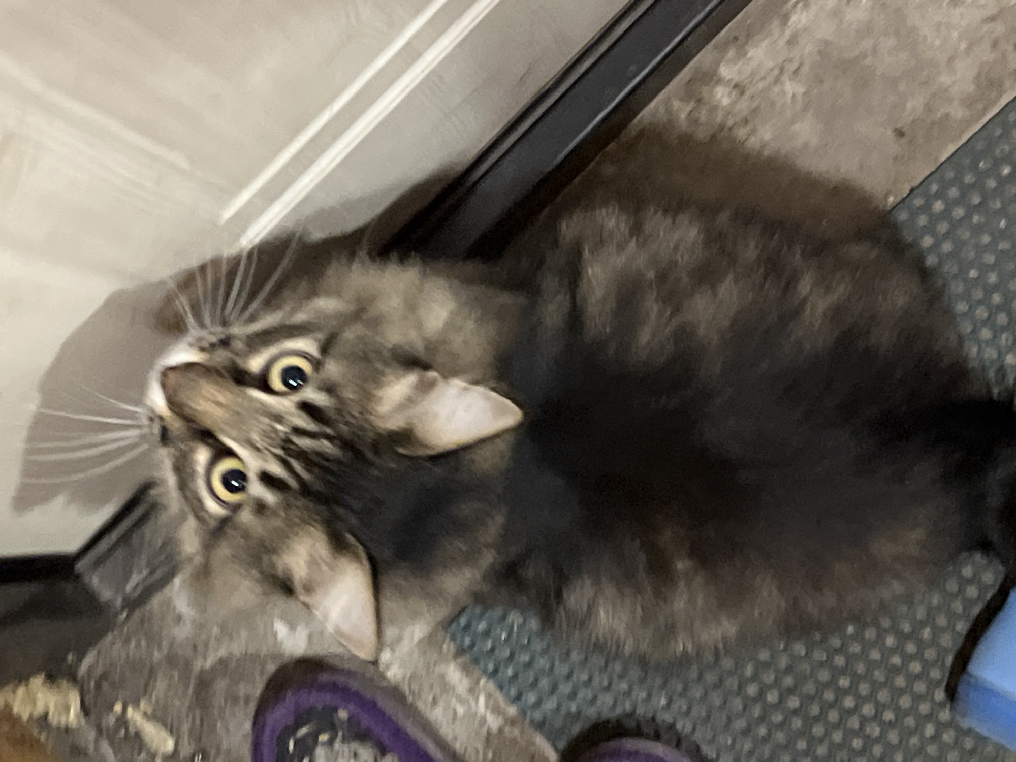 A close-up, high-angle shot shows a tabby cat looking upwards with its head tilted. The cat has large, round, yellow eyes with dark pupils and prominent white whiskers. Its fur is a mix of brown, black, and grey tabby markings, with lighter fur around its face and chest. The cat is lying on a textured grey mat. To the left of the cat, a portion of a purple object is visible. In the background, to the right, a vertical white doorframe with a dark horizontal strip is present. The floor appears to be a mix of concrete and a speckled mat. This scene is situated in an indoor environment, potentially a residential setting, in Krasnyye Barrikady, Russia.