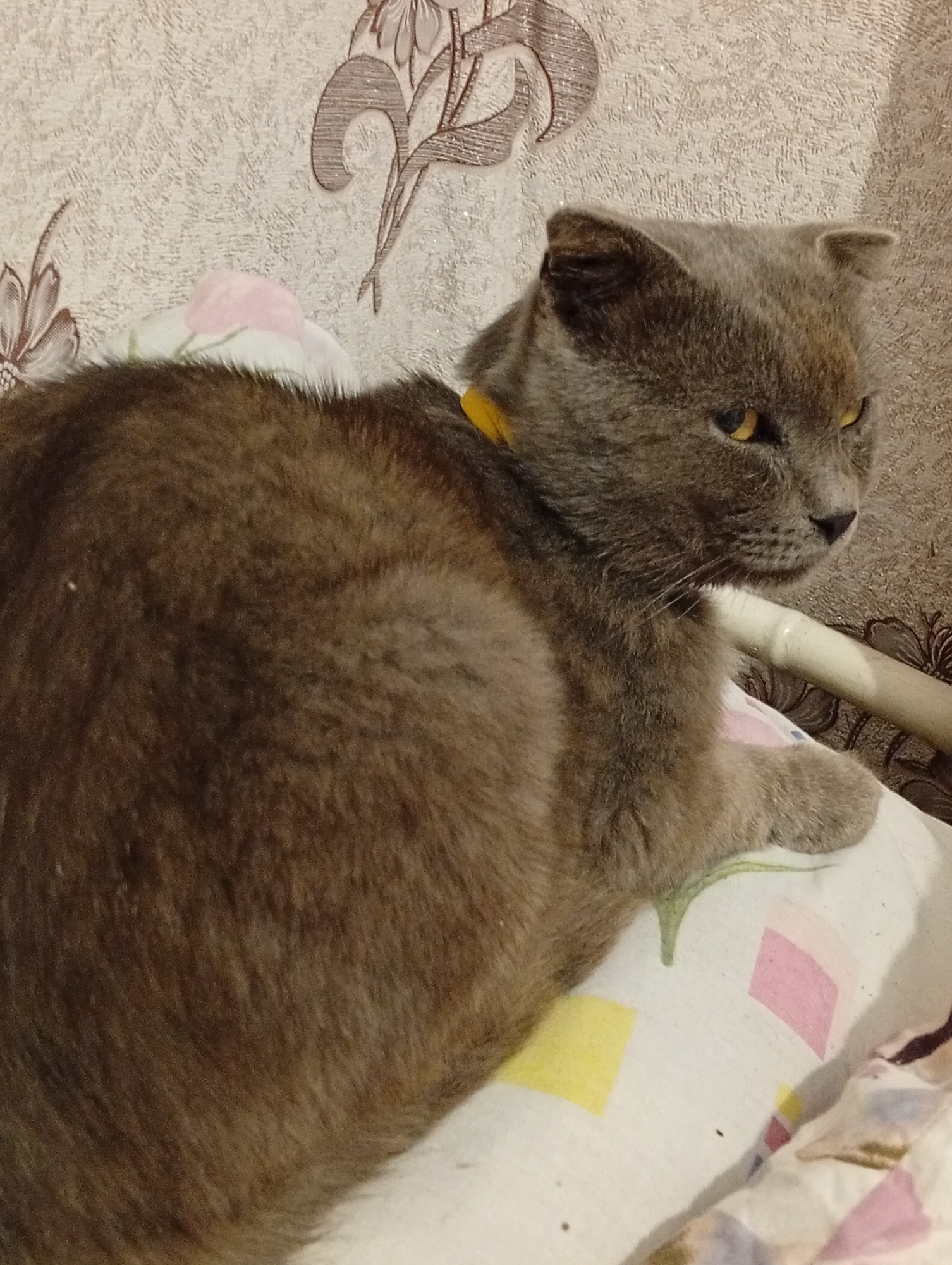 A British Shorthair cat with gray fur and yellow eyes is lying on a bed with a patterned comforter. The cat is wearing a yellow collar. The background is a textured wallpaper with a floral pattern. The scene is indoors and appears to be in a domestic setting.