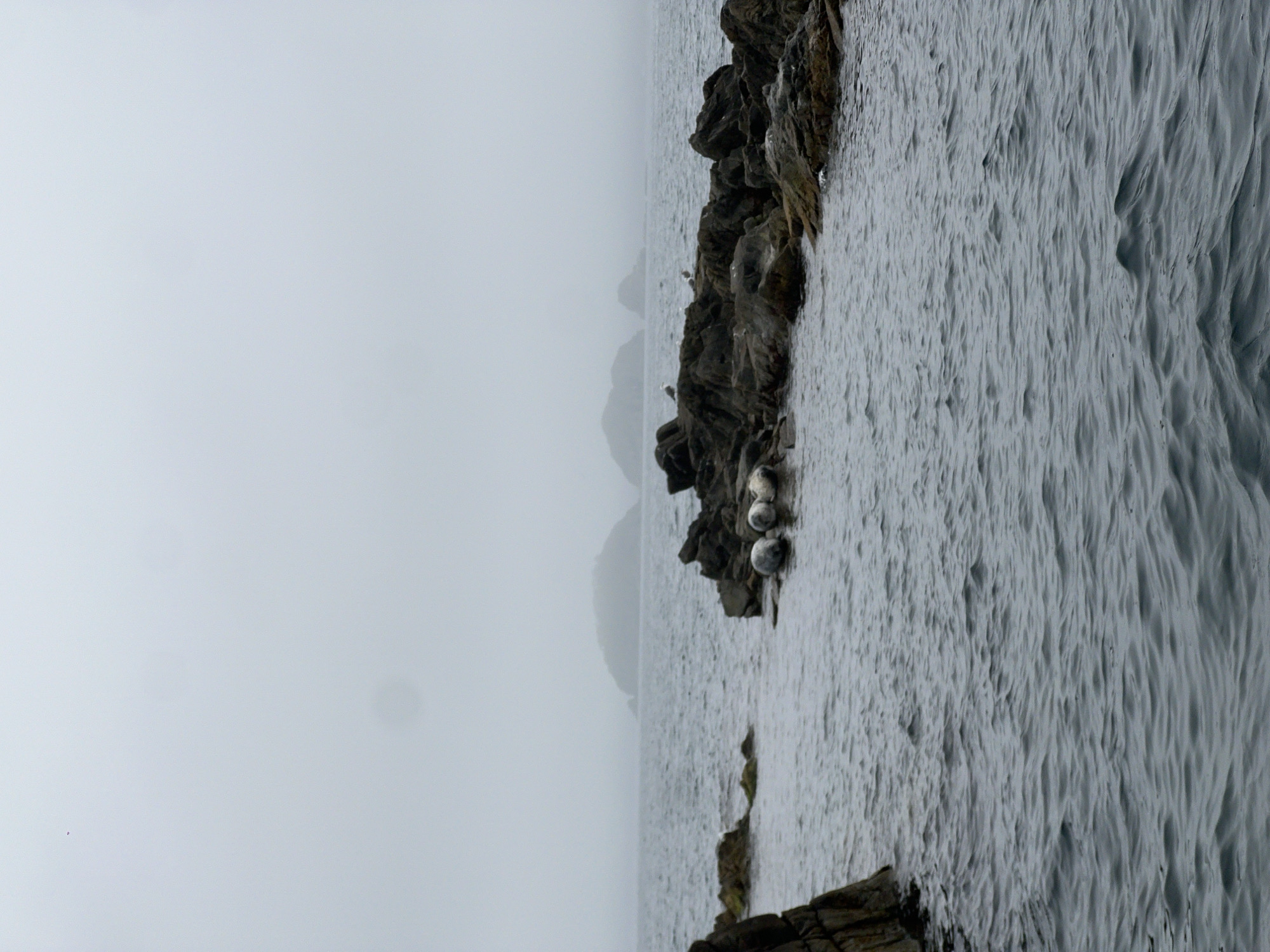 The image depicts a rocky coastline bordering the sea under a foggy sky. The foreground consists of a rugged, dark gray rock formation extending into the water. Several gray seals are resting on the rocks. The sea is choppy with visible ripples and wave patterns. The sky is overcast, creating a muted, gray tone throughout the scene. The location could be inferred as Risovaya Pad', Russia, based on the prompt.