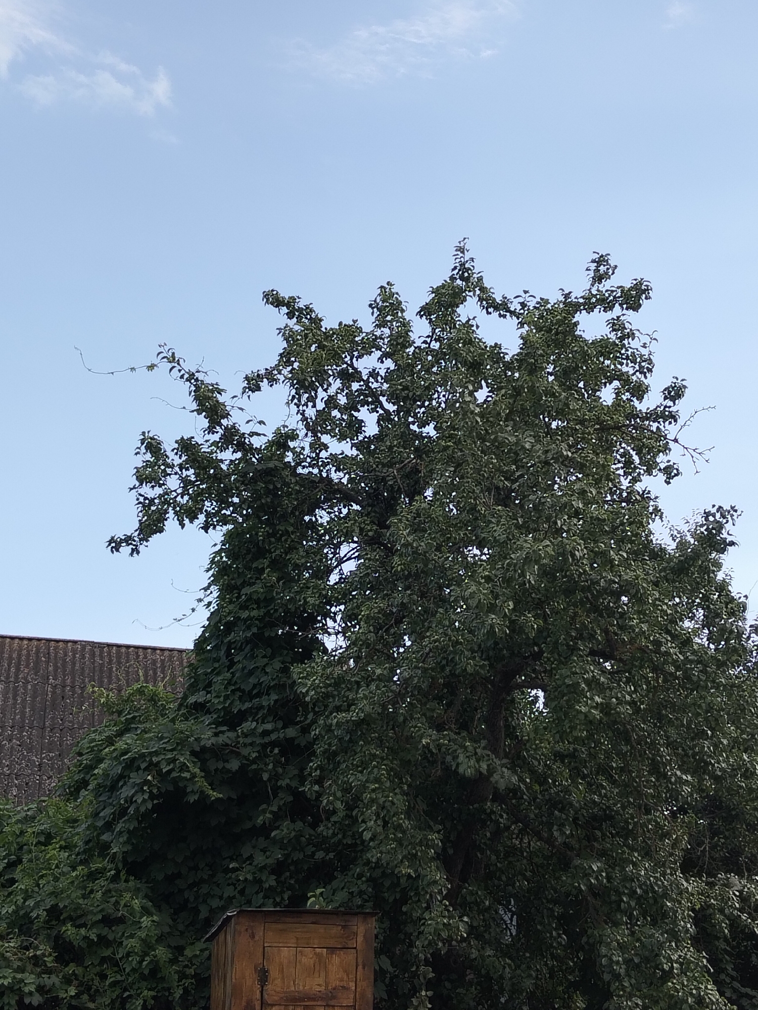 A low-angle, outdoor, medium shot captures a dense, leafy green tree against a pale blue sky with a few wispy white clouds. The tree's branches are full of leaves, obscuring much of the sky behind it. The tree has a large, dark trunk. To the left of the tree, the top of a gray, corrugated roof is visible, suggesting a building. In the bottom right corner of the frame, a small, weathered wooden structure with a visible door stands partially obscured by the tree's foliage and other greenery. The scene appears to be set in a rural or backyard environment. The lighting suggests it is daytime, possibly late afternoon or early morning given the soft light and clear sky. The overall atmosphere is natural and serene. There is no visible text in the image.