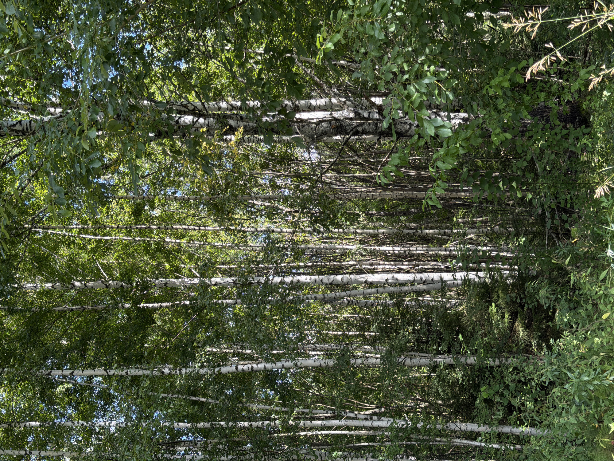 The image shows a dense stand of birch trees with white bark and green leaves, interspersed with darker green foliage. The trees are vertical and closely packed, creating a sense of depth and layering. Sunlight filters through the leaves, casting dappled shadows. The foreground is filled with lush green undergrowth and some dry grass stalks. The scene is located in a forest environment within the city of Gora (Khokhlovskoe S/P), Russia. There are no people or discernible actions depicted in the image. The environment appears natural and untamed.