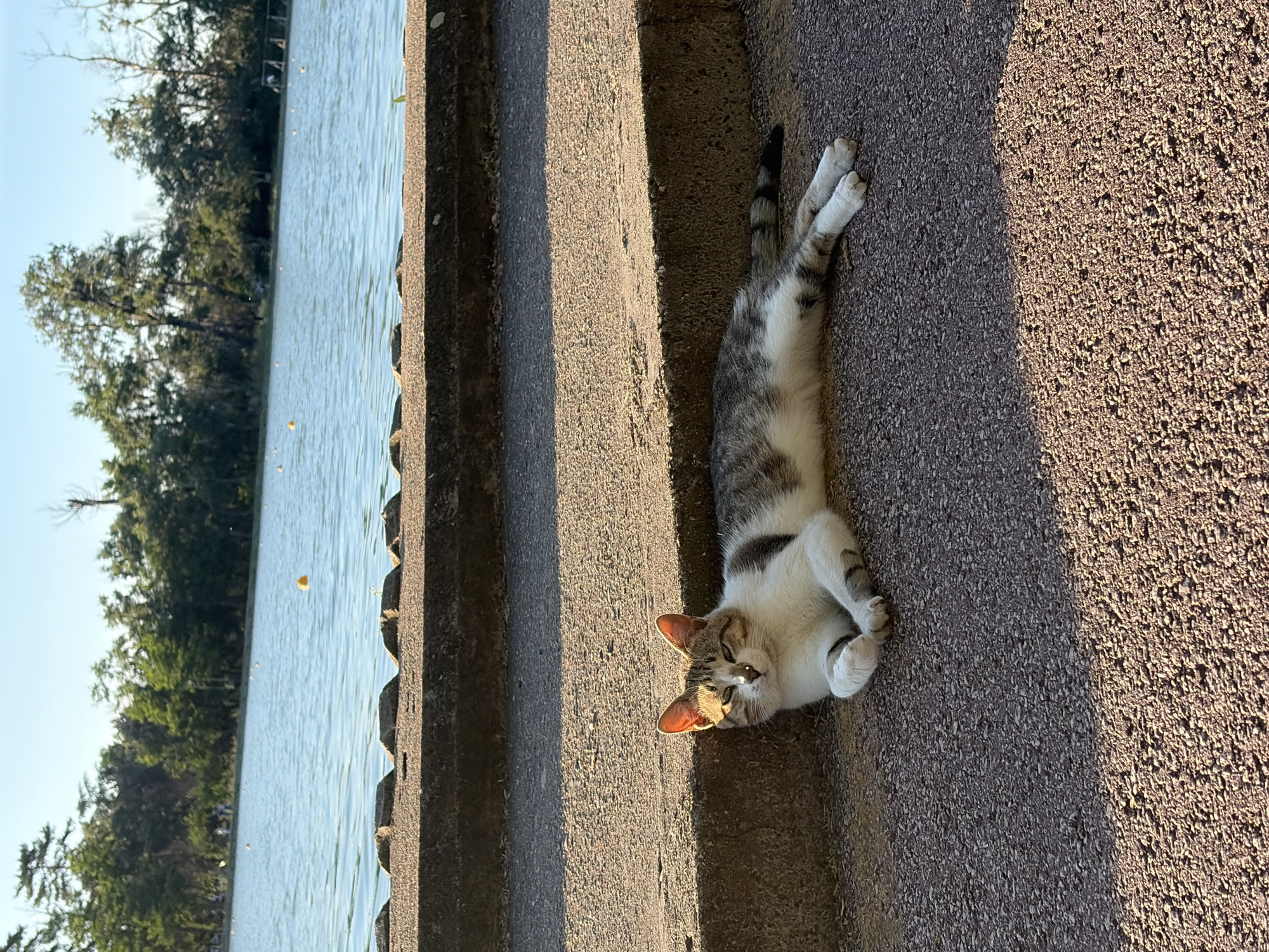 A horizontal, medium shot depicts a cat lying on a concrete surface with a body of water and trees in the background.
The cat is the primary subject, lying on its side with its tail extended and its front paws curled. Its fur is a mix of white, gray, and brown. The cat is positioned on a concrete surface that has a ridged texture. The concrete is light gray on the left side of the frame and gradually darkens to a darker shade of gray on the right, indicating a shift in lighting.
In the background, a body of water stretches horizontally across the left side of the image. Trees with green foliage line the water’s edge. The sky above the water is a light blue.
The scene appears to be outdoors during daylight. There are no discernible people in the shot. The environment suggests a location near a park or a waterfront area.