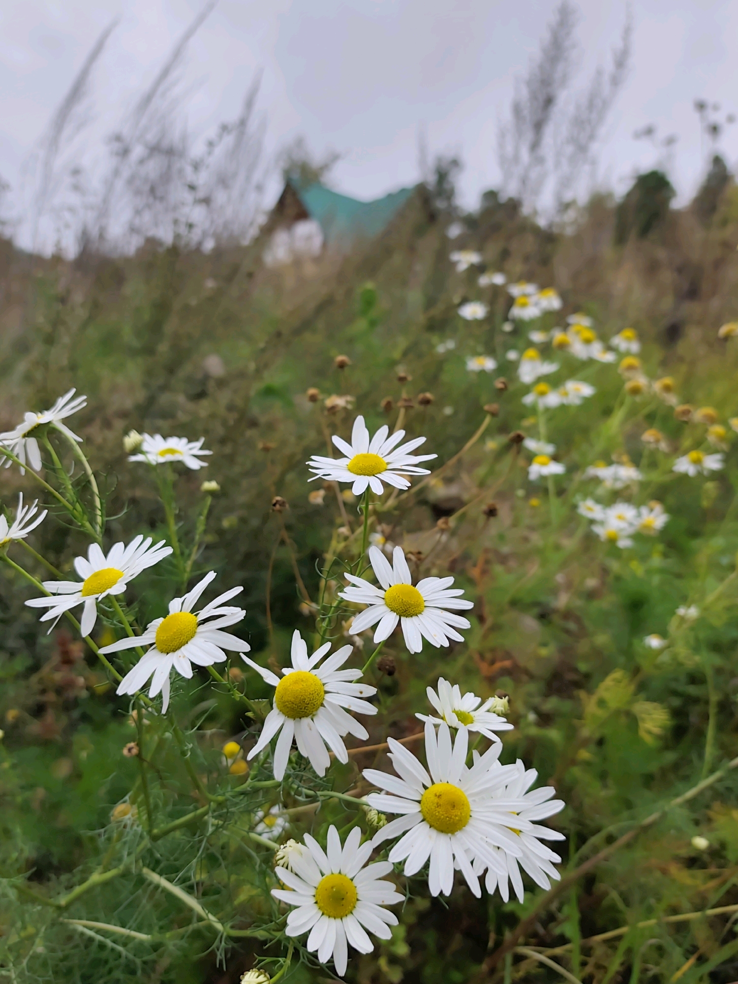 The image shows a cluster of white daisies with yellow centers in a field. The daisies are in focus in the foreground, with their petals fanned out and delicate green stems supporting them. In the background, the field is covered in a mix of green grass, dry stalks, and more daisies. A blurred structure, possibly a house with a teal roof, is visible in the distance among trees. The sky is overcast and a muted gray. The overall impression is of a natural, slightly wild landscape. This scene could be in Listvyanka, Russia, a settlement on the southwestern shore of Lake Baikal, known for its natural beauty and vegetation.