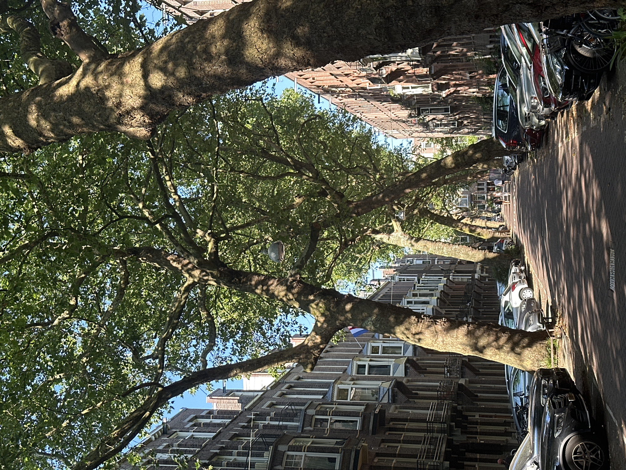 An eye-level, full shot captures a sun-dappled street in Amsterdam, Netherlands, lined with trees and multi-story brick buildings. The street is paved with cobblestones and parked cars are visible on the right side of the road. Two large trees frame the view, their branches and leaves creating a canopy over the street. The buildings on both sides of the street feature windows and balconies. In the distance, two people are walking down the street. The image has a clear blue sky above.