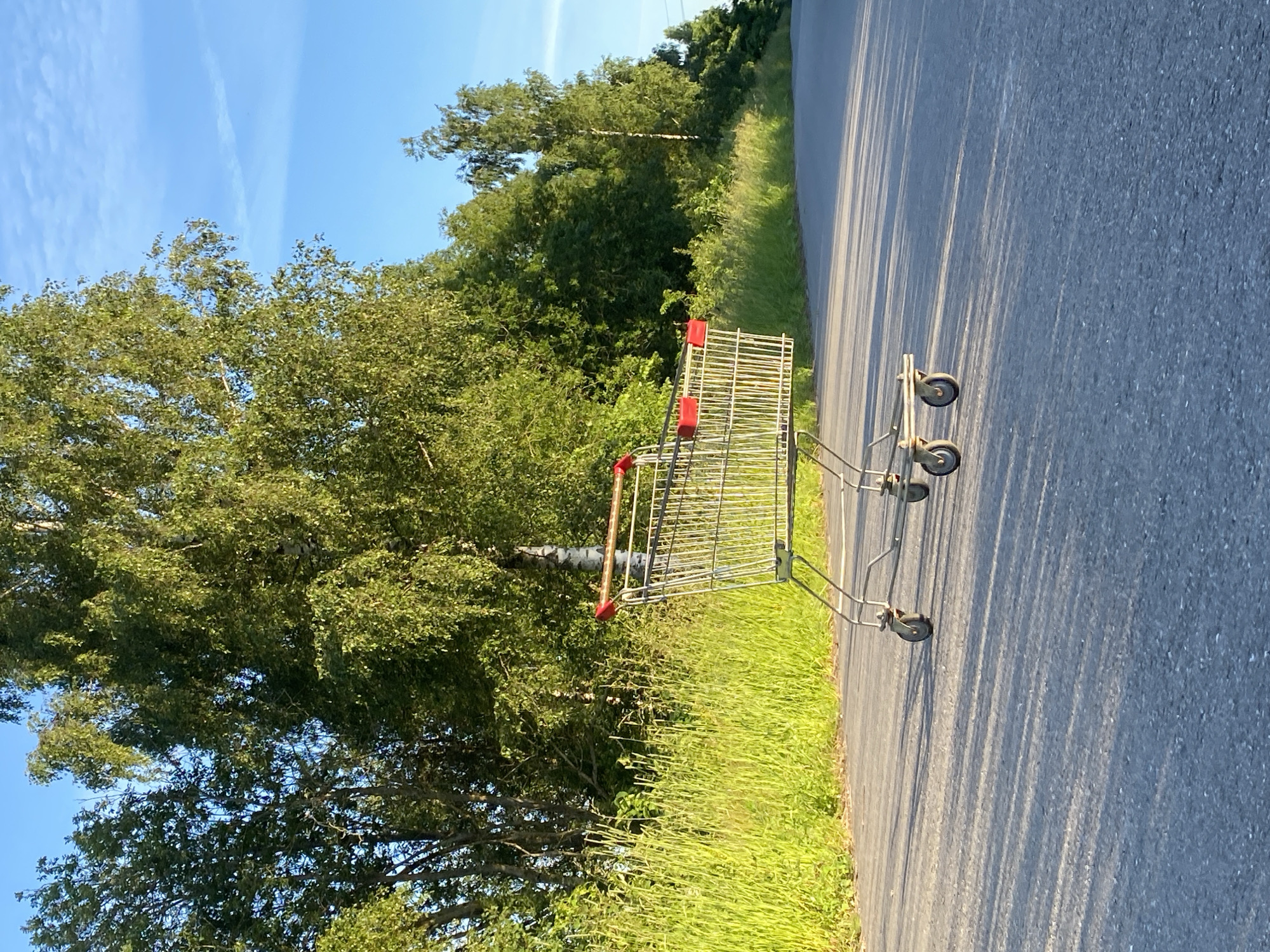 A lone, empty shopping cart sits on an asphalt road, casting long shadows in the golden afternoon light. The cart is made of silver metal with red plastic handles. It is positioned in the middle of the road, which curves slightly to the right and disappears into the distance. On the left side of the road, a dense thicket of tall, green grass and trees creates a natural barrier. Behind the grass and trees, a line of deciduous trees with lush green foliage stretches across the background. A single birch tree with white bark is visible among the deciduous trees. The sky above is a clear, bright blue with a few wispy white clouds. The scene appears to be in a rural or semi-rural area, possibly on the outskirts of a town. There are no people visible in the image. The environment suggests a warm, sunny day in a temperate climate. The image was taken in Гостцы, Russia.