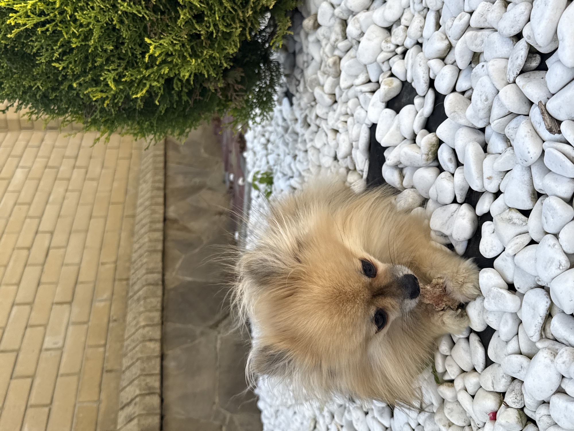 A Pomeranian dog is eating a treat while lying on a bed of white stones. The dog is light brown with fluffy fur and dark eyes. Behind the dog, a yellow brick wall with a decorative stone border is visible. To the right of the dog, a lush green conifer bush is situated. The scene appears to be an outdoor garden or yard in Horbanivka, Ukraine.