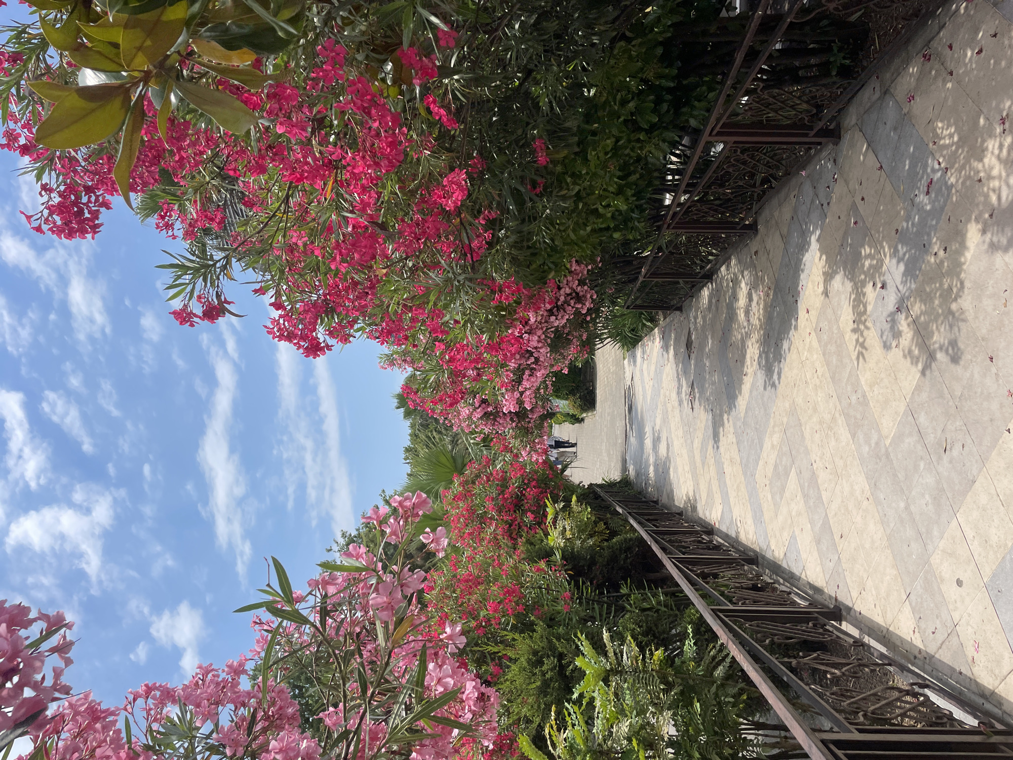 The image shows a walkway lined with flowering oleander bushes in bloom, with pink and red blossoms. The walkway is paved with light-colored square tiles and has a decorative metal railing on either side. In the distance, several people are walking on the path. The scene is set outdoors under a bright blue sky with scattered white clouds, suggesting a sunny day. The lush greenery and vibrant flowers indicate a well-maintained park or garden. This scene is likely within the city of Sochi, Russia, known for its subtropical climate and abundant gardens.