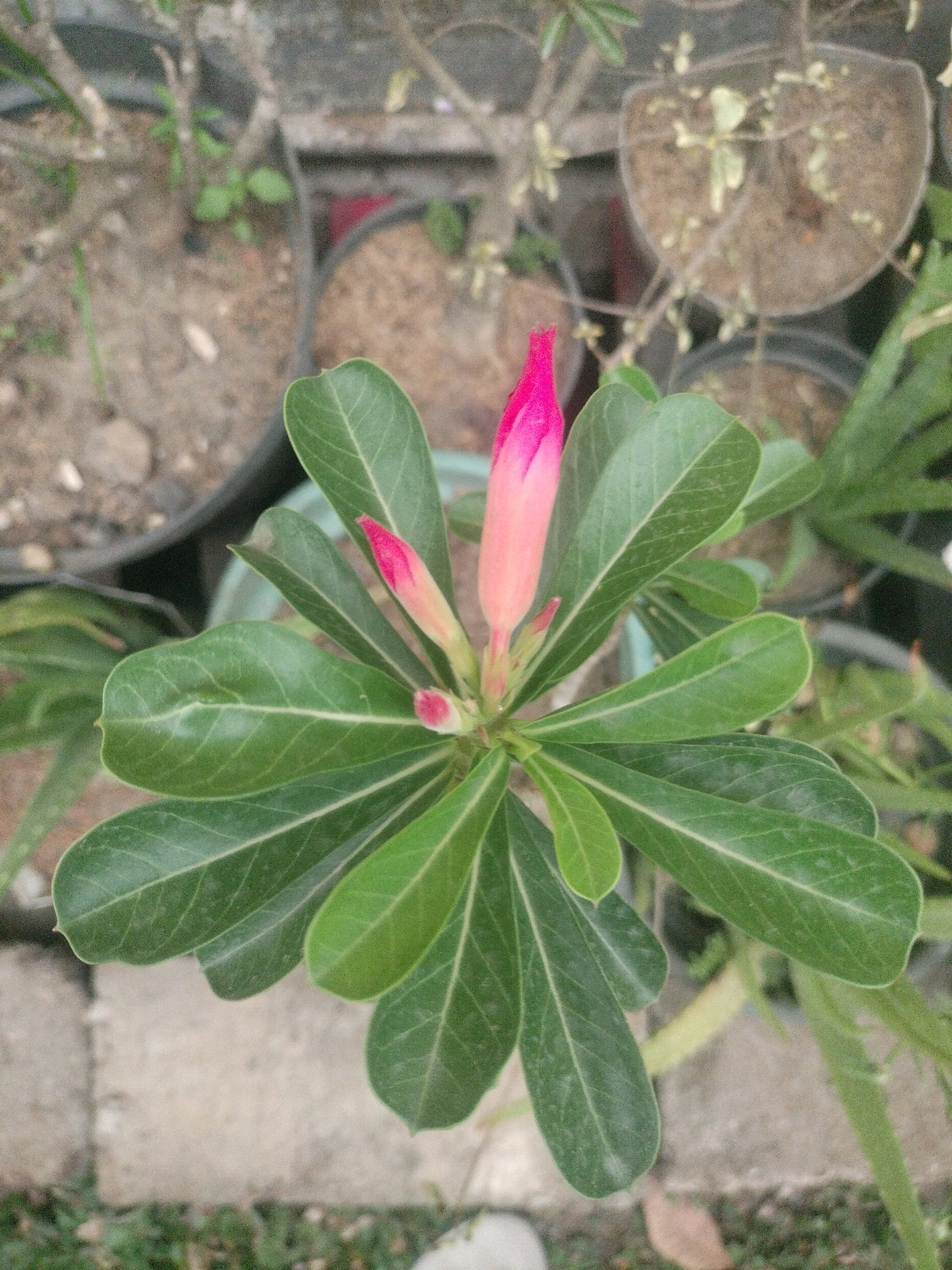 A close-up, overhead shot shows a flowering desert rose plant with lush green leaves and a vibrant pink bud emerging from the center. The plant is in a pot, surrounded by other potted plants and a gravelly ground. The background is slightly blurred, giving a sense of depth. The scene is likely outdoors in a garden or nursery. The location of Pembataan, Indonesia, is not visually evident in the image.
