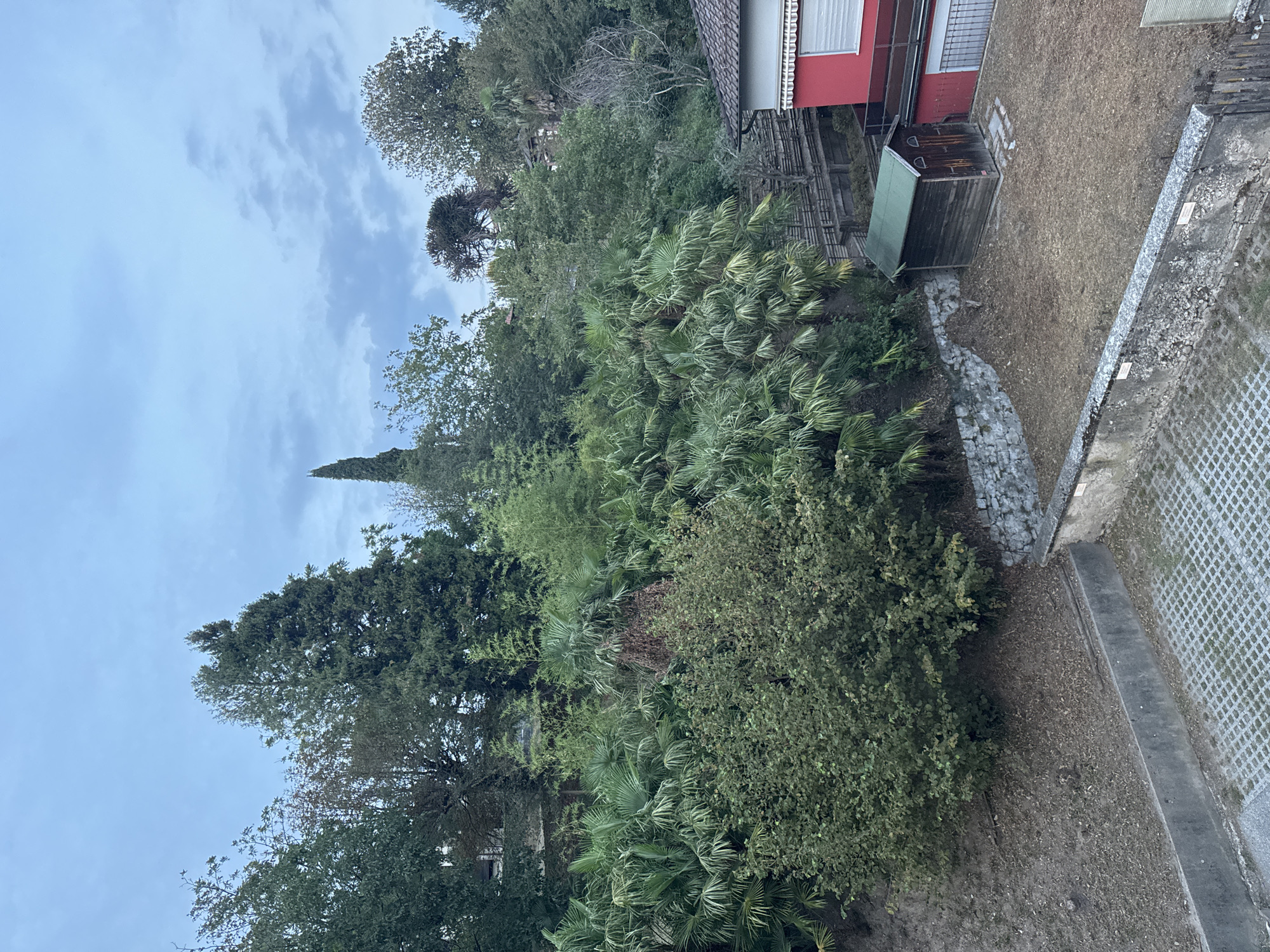 The image, taken from a high vantage point in Balerna, Switzerland, depicts a verdant hillside densely covered with a variety of trees and lush foliage, including numerous palm trees and bamboo. The sky above is overcast with light grey clouds. In the middle ground, a rustic wooden shed with a green roof sits on a patch of dry, leaf-covered ground. Adjacent to the shed, a bright red building with white trim and a grey roof is partially visible, featuring a balcony with a railing. The lower foreground shows a concrete structure with a patterned surface, possibly a pathway or part of a parking area, bordered by a low stone wall. The scene is characterized by its natural, untamed vegetation and man-made structures, creating a contrast between the wild and the cultivated. No people are visible in the image.