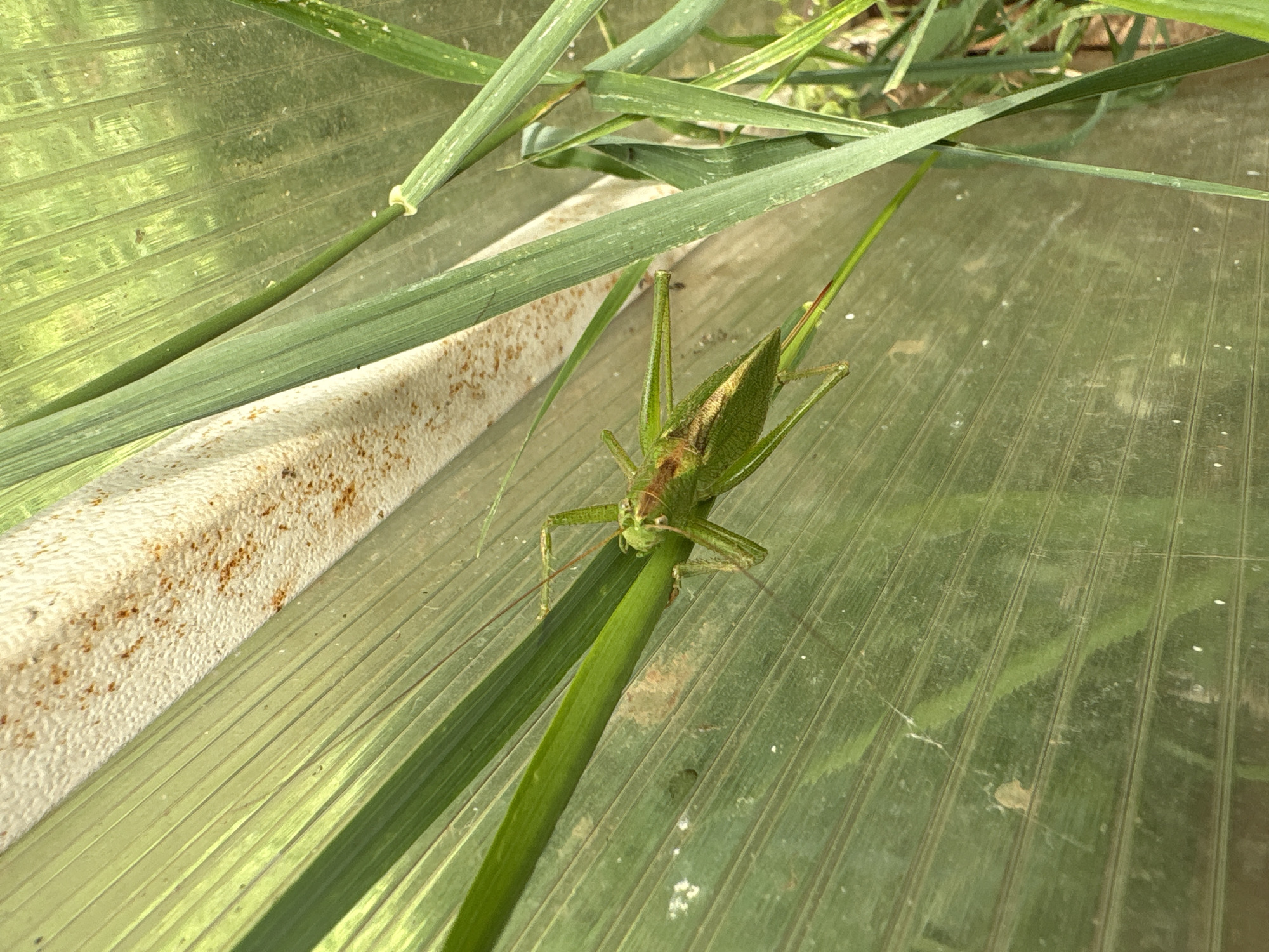 A green katydid is perched on a blade of grass, its body angled diagonally across the frame. The insect's long antennae extend upwards, and its legs are visible gripping the grass. The background consists of a green, translucent surface with horizontal ribbed lines, possibly a greenhouse panel. A section of textured, light-colored material with brown speckles is visible at the top left. The scene is outdoors, likely in a garden or natural area, given the presence of grass and the overall lighting. There is no indication of the city of Votkinsk, Russia, or any specific human activity in the image.