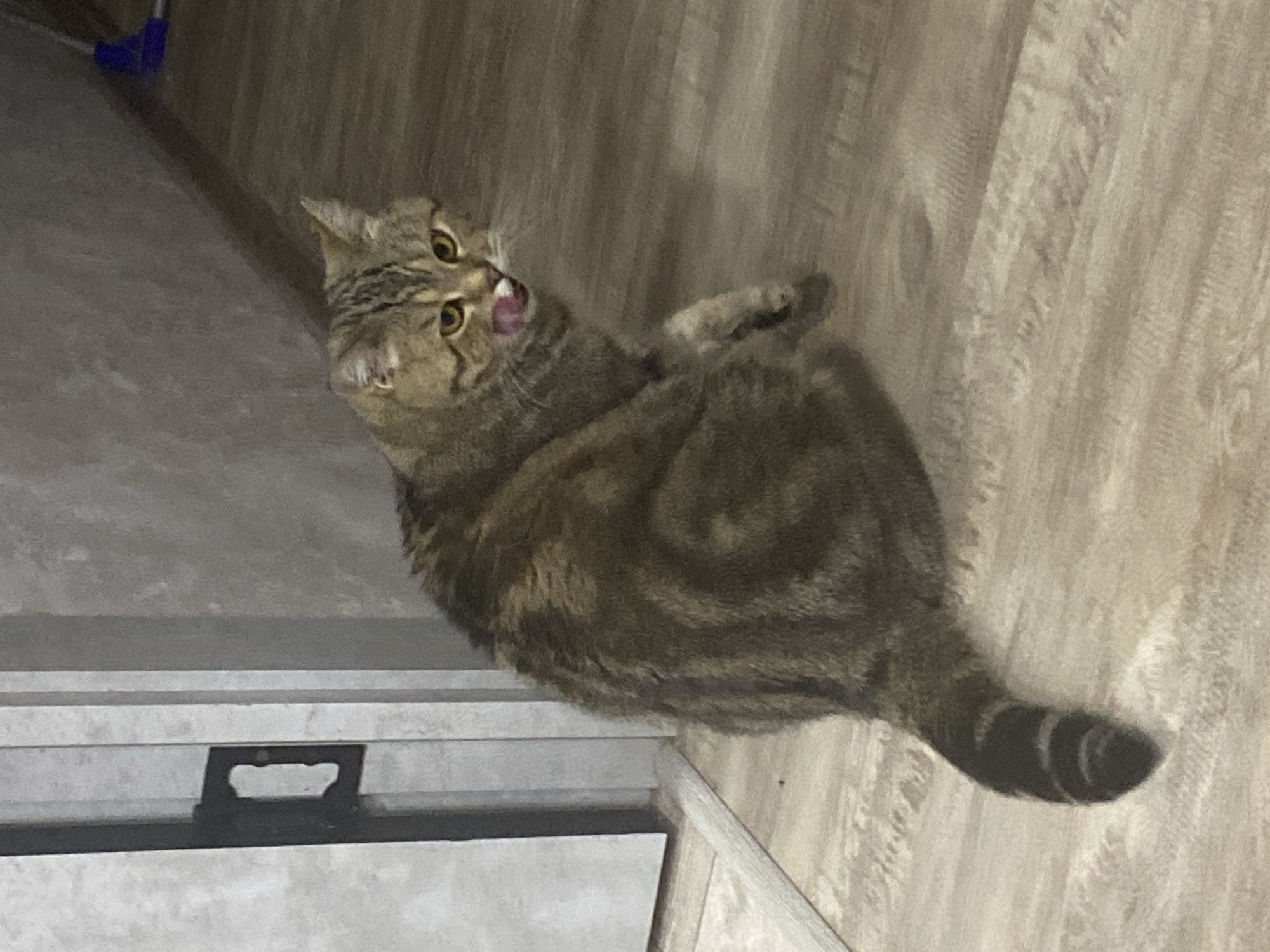 A brown tabby cat with green eyes and its tongue sticking out sits on a light brown wooden floor. The cat is facing right and its body is angled to the left. The background is a gray textured wall. To the left of the cat is a white door frame with a black handle. A blue mop head is visible in the upper right corner of the image.