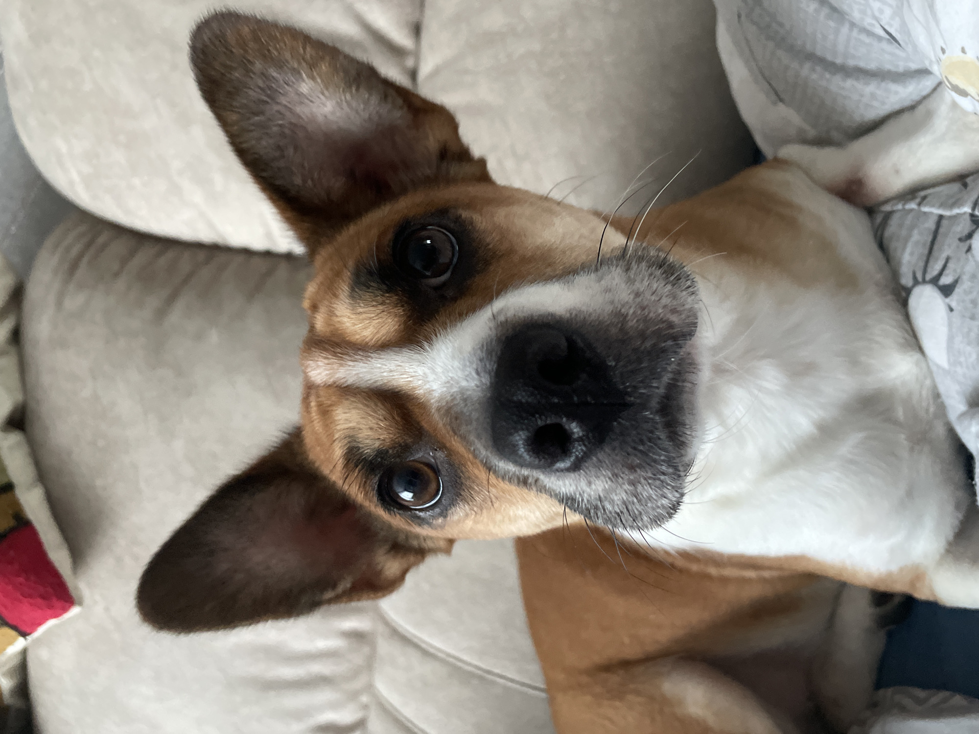 A close-up, high-angle shot depicts a dog lying on a beige couch. The dog is predominantly brown and white, with brown fur on its head and body, white fur on its chest and face. The dog has large, erect ears and dark eyes. Its nose is large and black. The dog appears to be looking up at the camera. The couch is beige and has a textured surface. A patterned blanket is partially visible on the right side of the image. There are no indications of this image being taken in the city of Vladivostok, Russia.