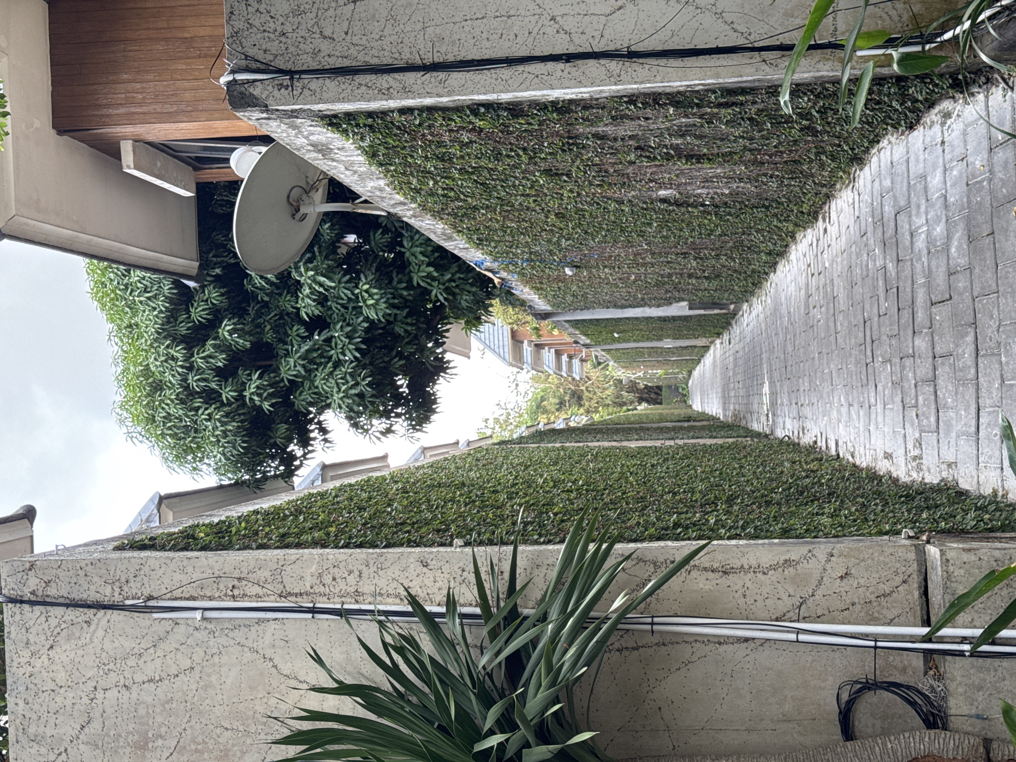 The image shows a narrow pathway in Kuta Selatan, Indonesia, flanked by tall, concrete walls covered in dense green ivy. The pathway is paved with gray cobblestones and recedes into the distance, suggesting it leads to a residential or commercial area. A large satellite dish is visible on top of one of the walls, along with various electrical conduits and wires. Lush green trees are visible behind the walls, and the sky is overcast, indicating a possibly humid climate. The scene is devoid of people, creating a sense of quiet solitude.