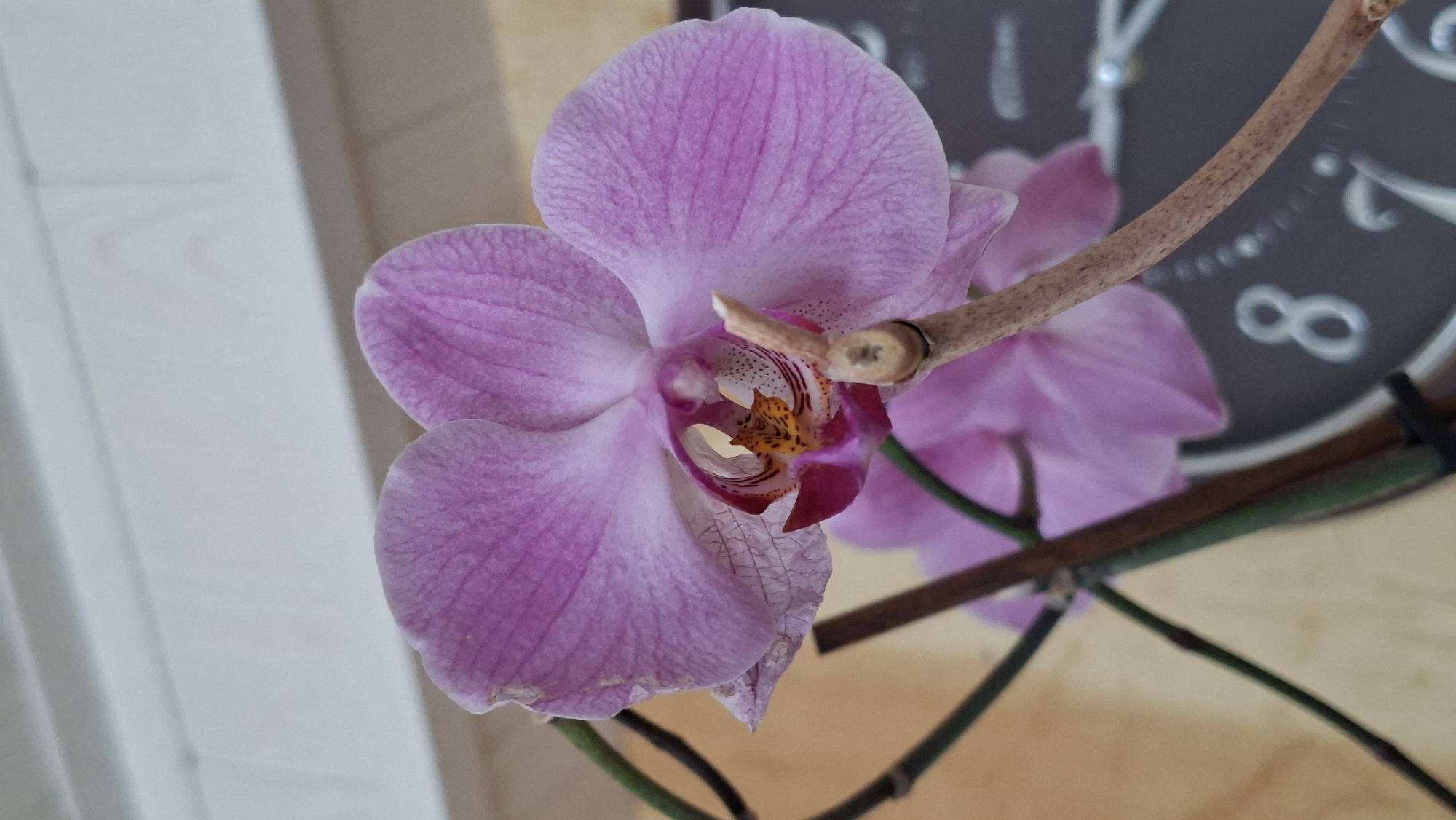 The image shows a close-up of a pink orchid flower in bloom. The orchid has delicate, veined petals and a detailed central structure with orange and red accents. It is supported by thin, brown stems. The background is out of focus, revealing a portion of a clock face with the number '8' prominently displayed, suggesting it is likely indoors. The lighting is soft, highlighting the texture and color of the flower. There is no indication of the location being the city of Большой Букор, Russia, or any specific city.
