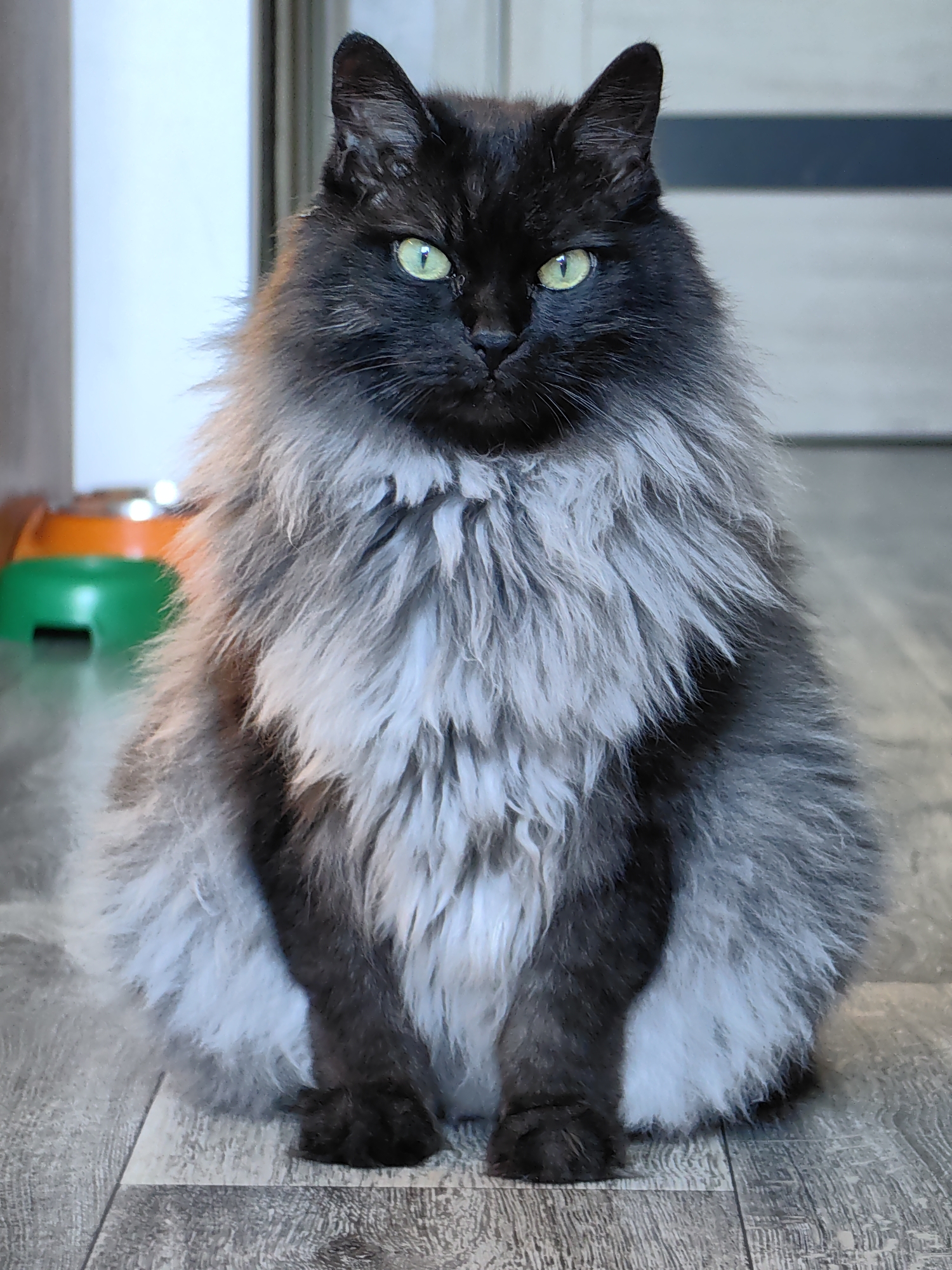 A fluffy, long-haired black cat with striking green eyes sits facing the camera on a wood-patterned floor. The cat has a large mane of grey and black fur around its neck and chest. In the blurred background, two pet food bowls, one orange and one green, are visible. The lighting suggests an indoor setting, possibly a home. The image does not depict the city of Sochi, Russia, or any specific urban or natural environment.