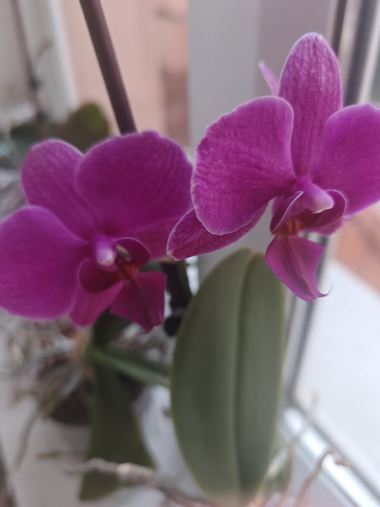 This close-up shot features two vibrant magenta-purple orchid flowers in full bloom. The flowers are the central focus, positioned in the foreground and slightly to the right, with a soft, shallow depth of field blurring the background. The petals exhibit a delicate, slightly textured surface with faint striations.
One flower is prominently displayed on the right, showing its full five petals and the distinctive lip or labellum at its center. The other flower, slightly to the left and lower, is also clearly visible, revealing similar structural details. Behind and between the flowers, a dark brown stem supports them.
Below the flowers and to the right, a large, deep green orchid leaf is partially visible, appearing out of focus. Further down and to the left, several lighter, dry-looking aerial roots can be seen. The plant appears to be in a white pot, partially visible at the bottom left.
The background is softly blurred, suggesting an indoor setting next to a window, with diffused natural light illuminating the scene. Hints of light grey, beige, and soft pinkish tones make up the out-of-focus background, consistent with a room interior. The lighting suggests it is daytime. There is no visible text or human activity in the image.