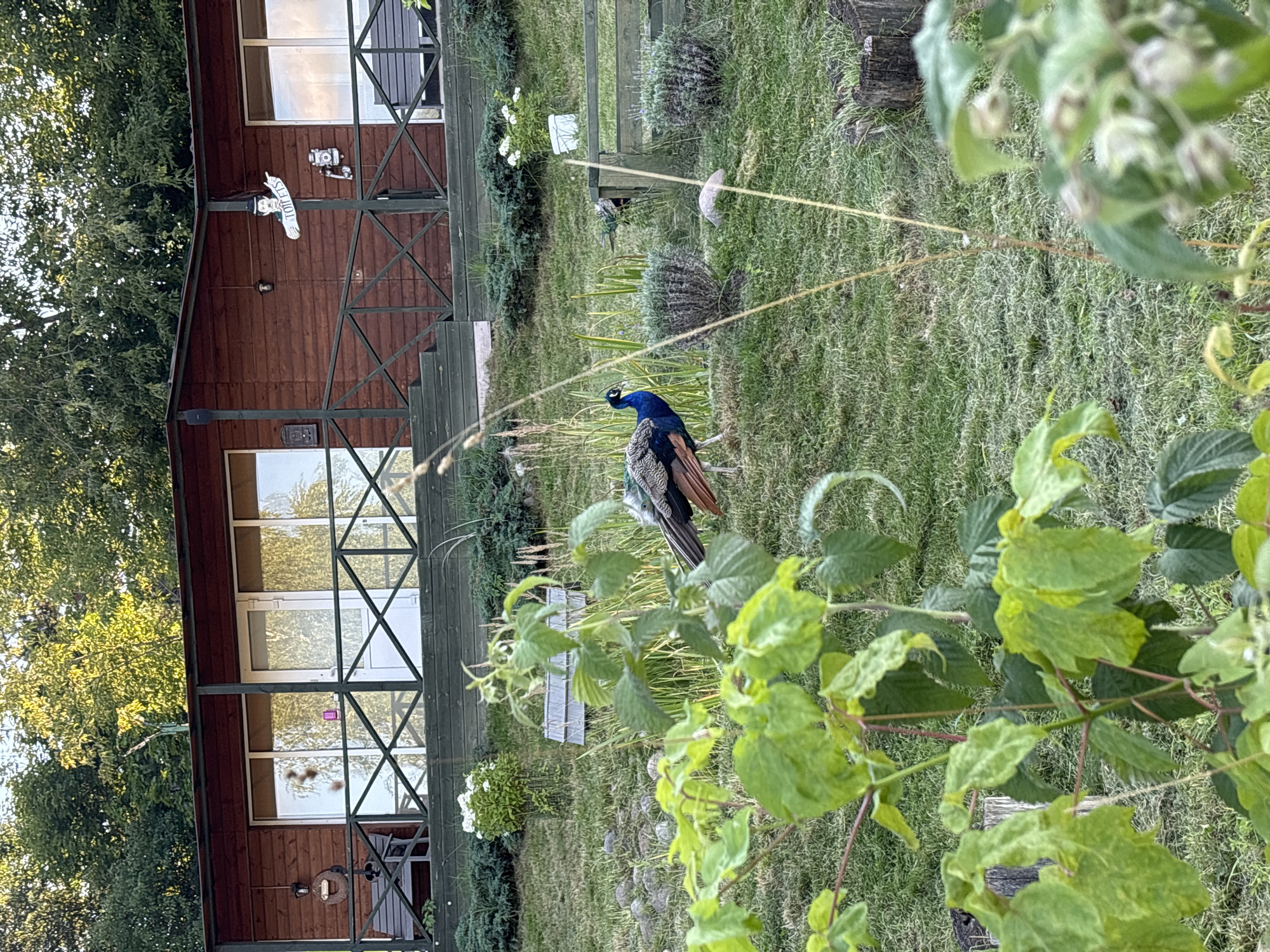 A peacock walks on a grassy slope in front of a wooden building. The building has a covered porch with white railings and large windows. Trees are visible in the background. The weather appears to be warm and sunny.