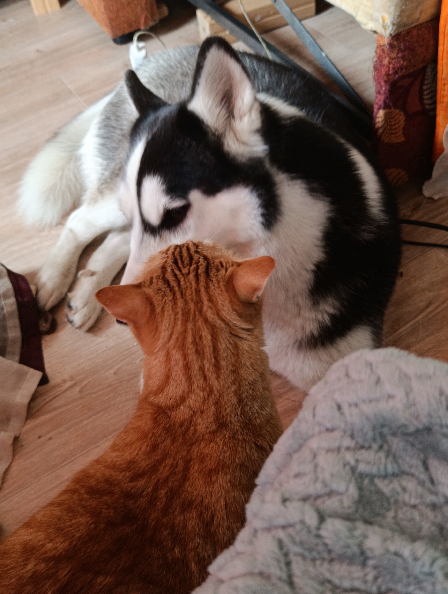 An adult husky and an orange tabby cat are lying on a wooden floor. The husky is black and white with its head resting on its paws. The cat is facing away from the camera, with its back to the husky. A fuzzy grey blanket is visible on the right side of the frame. The background includes furniture and what appears to be a patterned textile.