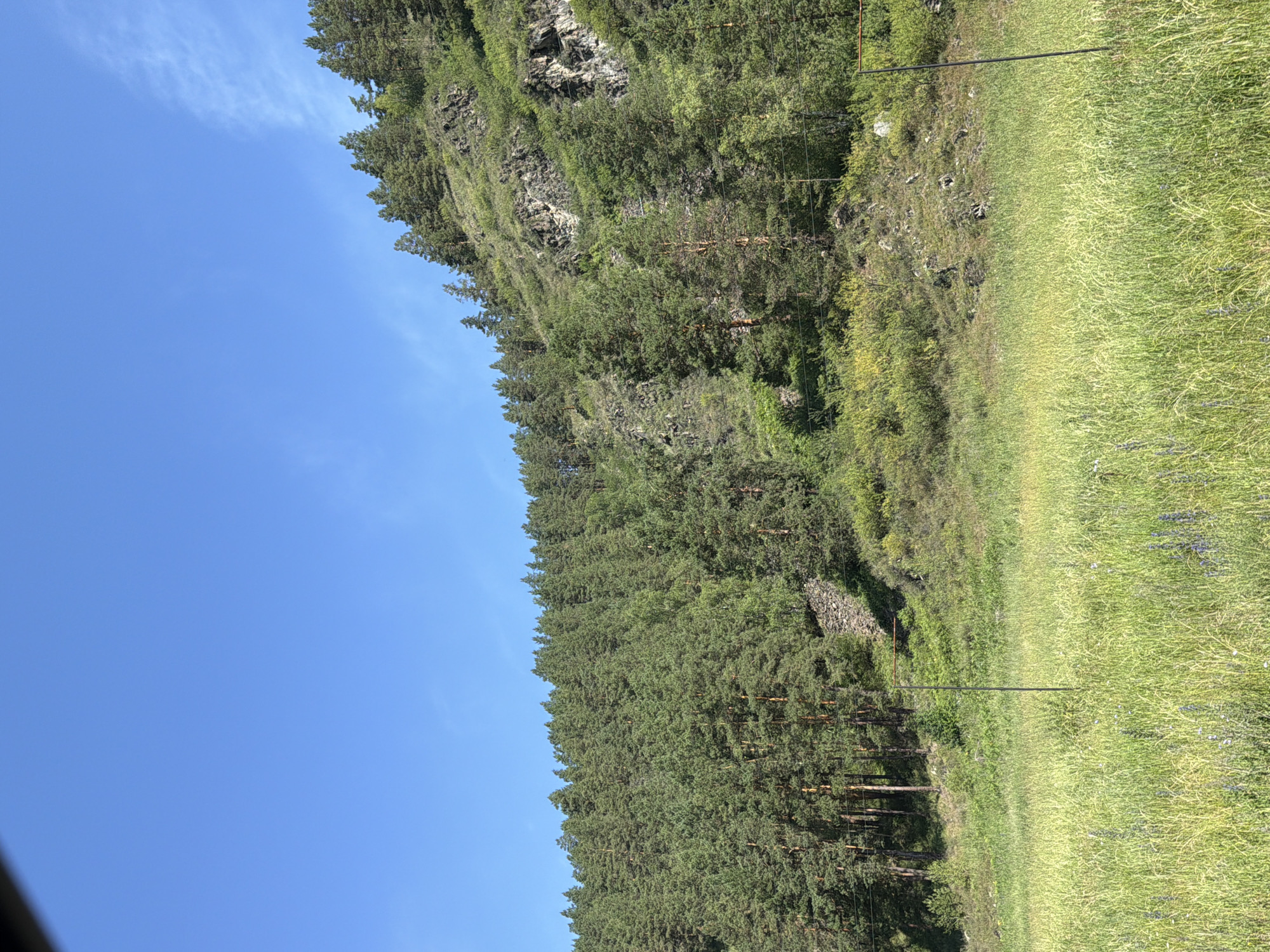 A natural landscape scene in Cheposh, Russia, features a steep, tree-covered hillside under a clear blue sky. The lower portion of the image is dominated by a field of tall, green grass with scattered wildflowers. Two dark metal posts are visible in the grassy field, one on the left and another on the right, with a thin wire connecting them horizontally at the top of the right post, suggesting a boundary or fence. The hillside is densely populated with pine trees, their dark green foliage contrasting with the lighter green and rocky outcrops of the slope. Some exposed rock faces are visible on the upper parts of the hillside. The overall impression is one of a serene, undeveloped natural environment.