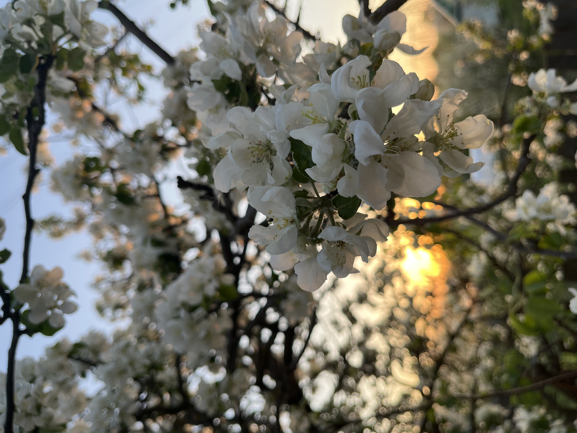 The image depicts a close-up view of a blossoming tree, with white flowers dominating the foreground. The background is a mix of sky and possibly other trees, with the sun creating a blurred, bokeh effect through the foliage. The scene is illuminated by warm, golden light, suggesting either sunrise or sunset. Given the location information (Chaikovsky, Russia), it's plausible the image was captured in a park or garden during the spring season. No people are visible in the image. The primary subject is the flowering tree.