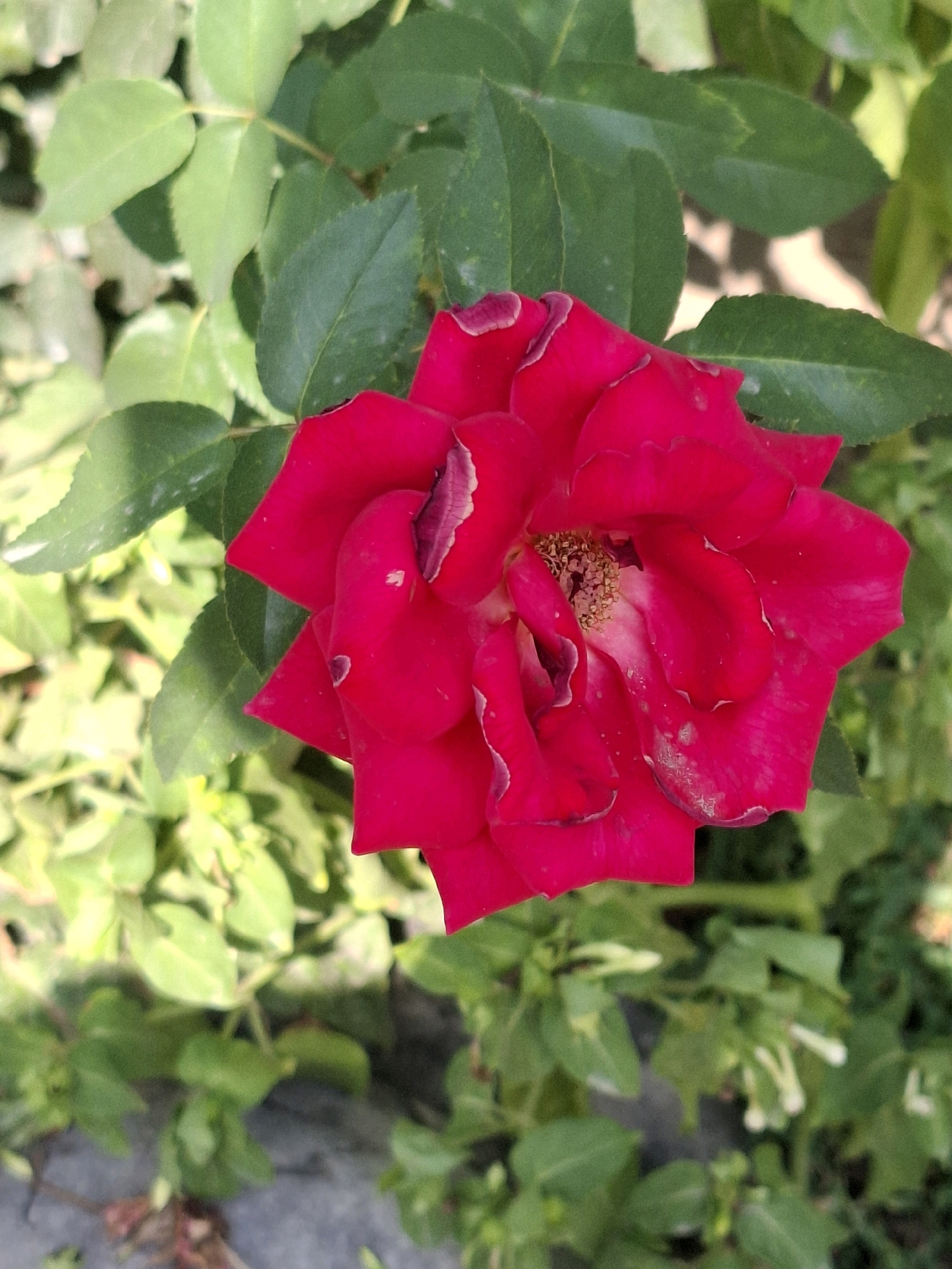 A close-up, top-down shot captures a vibrant red rose in bloom, set against a backdrop of lush green foliage. The rose, the primary subject, displays rich crimson petals with delicate, lighter-colored edges that curl slightly. The center of the rose reveals its stamens, a cluster of light brown, pollen-dusted threads. The surrounding leaves are a mix of light and dark green, some appearing slightly faded or dusty, suggesting an outdoor environment. The lighting indicates daylight, casting soft shadows and highlighting the textures of the petals and leaves. The image appears to be taken in an urban garden setting, possibly in Almaty, Kazakhstan, given the context. There are no people or animals visible in the frame. The overall scene is one of natural beauty, focused on the intricate details of the blooming rose.
