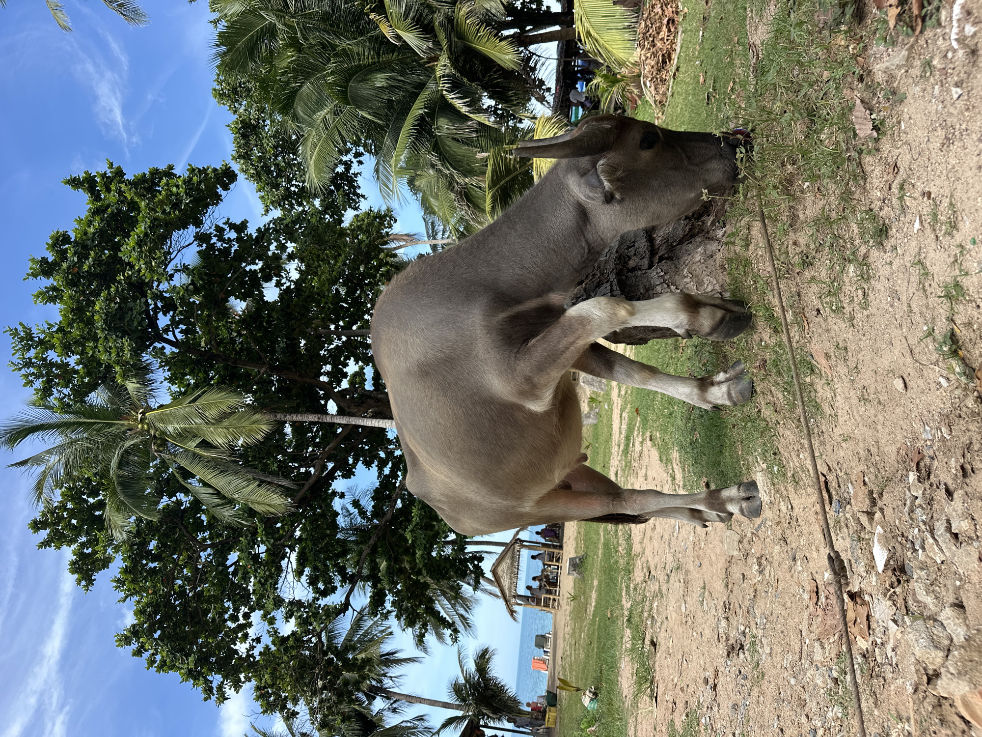 In the foreground, a large, grey water buffalo is grazing on grass near a large tree trunk. The buffalo's head is down, and it is eating at the base of the trunk. Its legs are visible, with hooves planted on the sandy ground. Behind the buffalo, a beach scene unfolds. Palm trees and other lush green foliage line the shore. Several people are visible in the distance, some sitting at tables under a thatched-roof shelter, others relaxing on beach chairs. The ocean stretches out to the horizon under a blue sky with wispy white clouds. The overall impression is a tropical beach setting in the Ko Samui District of Thailand.