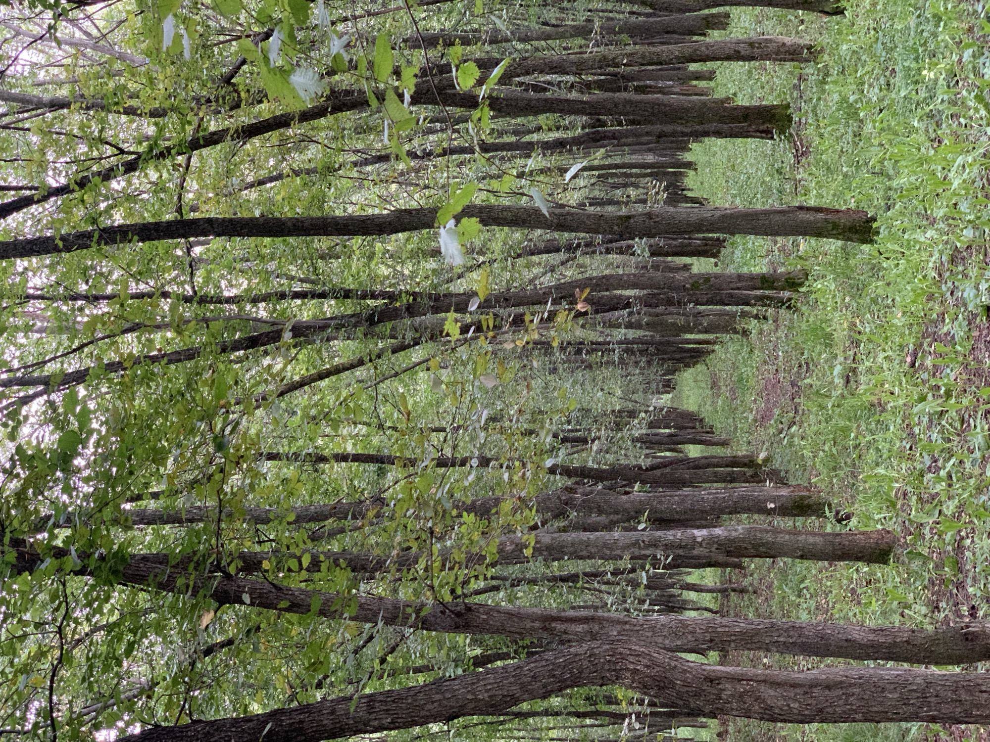The image depicts a dense forest with a narrow path winding through the trees. The trees are tall and slender with dark bark, and their branches are covered in lush green leaves. Sunlight filters through the canopy, creating a dappled effect on the forest floor, which is carpeted with green grass and fallen leaves. The path appears to be made of dirt and is slightly worn, suggesting it is a frequently used trail. There are no people or animals visible in the image. The overall impression is one of a tranquil and natural environment. The image is not specific enough to determine a location within Prokopyevsk, Russia.
