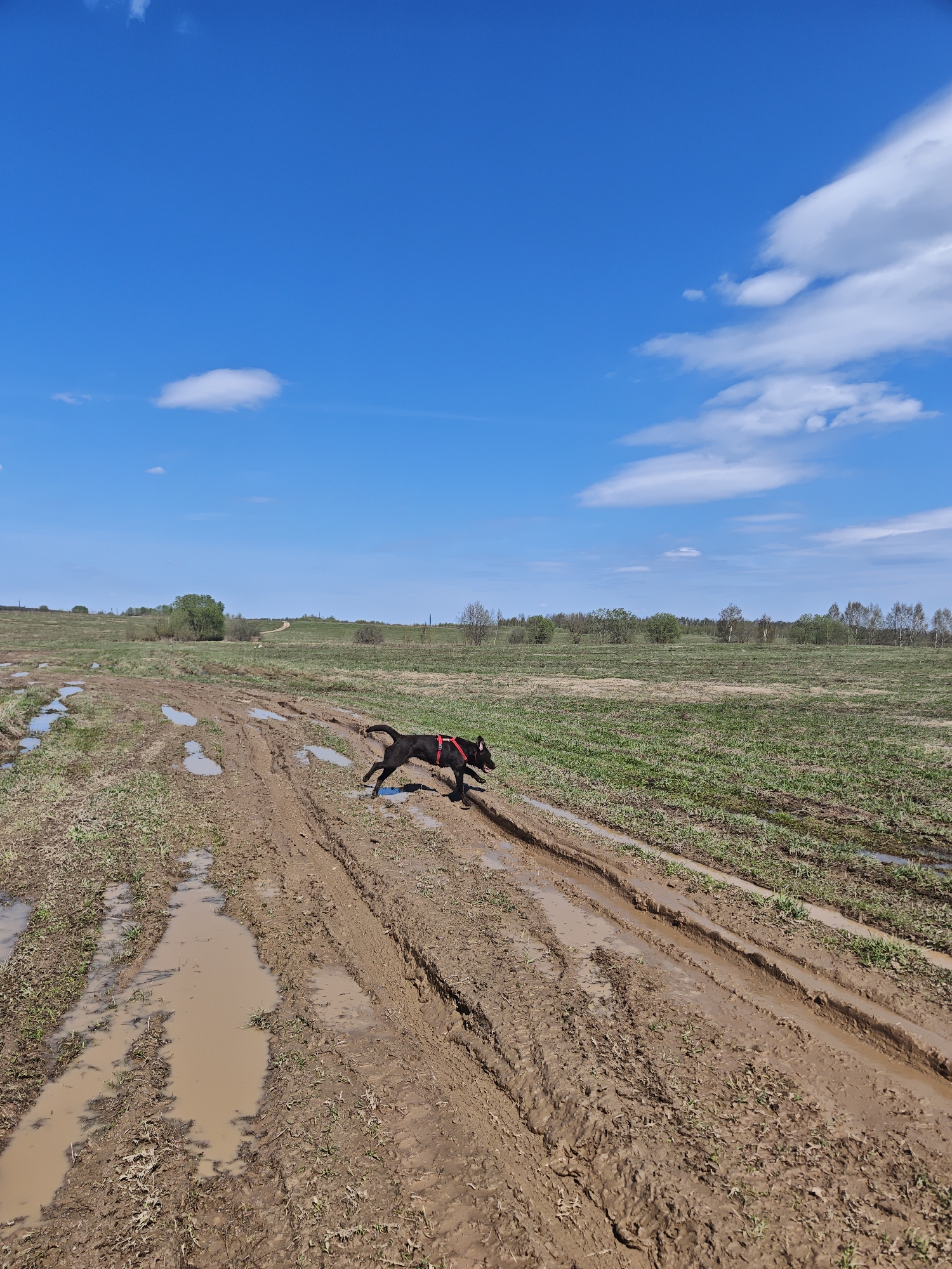A black dog wearing a red harness runs along a muddy track in a field. The track is filled with puddles of muddy water and tire tracks. The field is grassy with scattered patches of bare earth. Beyond the field, a line of trees stretches along the horizon under a blue sky with scattered white clouds.