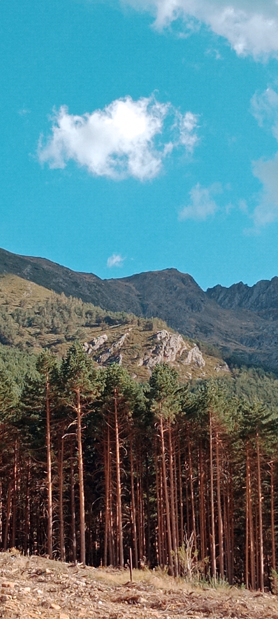 This is a vertical, low-angle, full shot of a mountainous landscape in Cerezo de Arriba, Spain. The sky is a bright, clear blue with scattered white clouds. In the foreground, a dense forest of tall, slender pine trees with brown trunks and green foliage dominates the scene. The ground in front of the trees is rocky and covered with dry grass and some debris. Behind the pine forest, the slopes of a mountain rise, covered with smaller trees and patches of rock. The very top of the mountain range is visible against the sky, appearing dark and rugged. The overall impression is of a wild, natural environment on a sunny day.