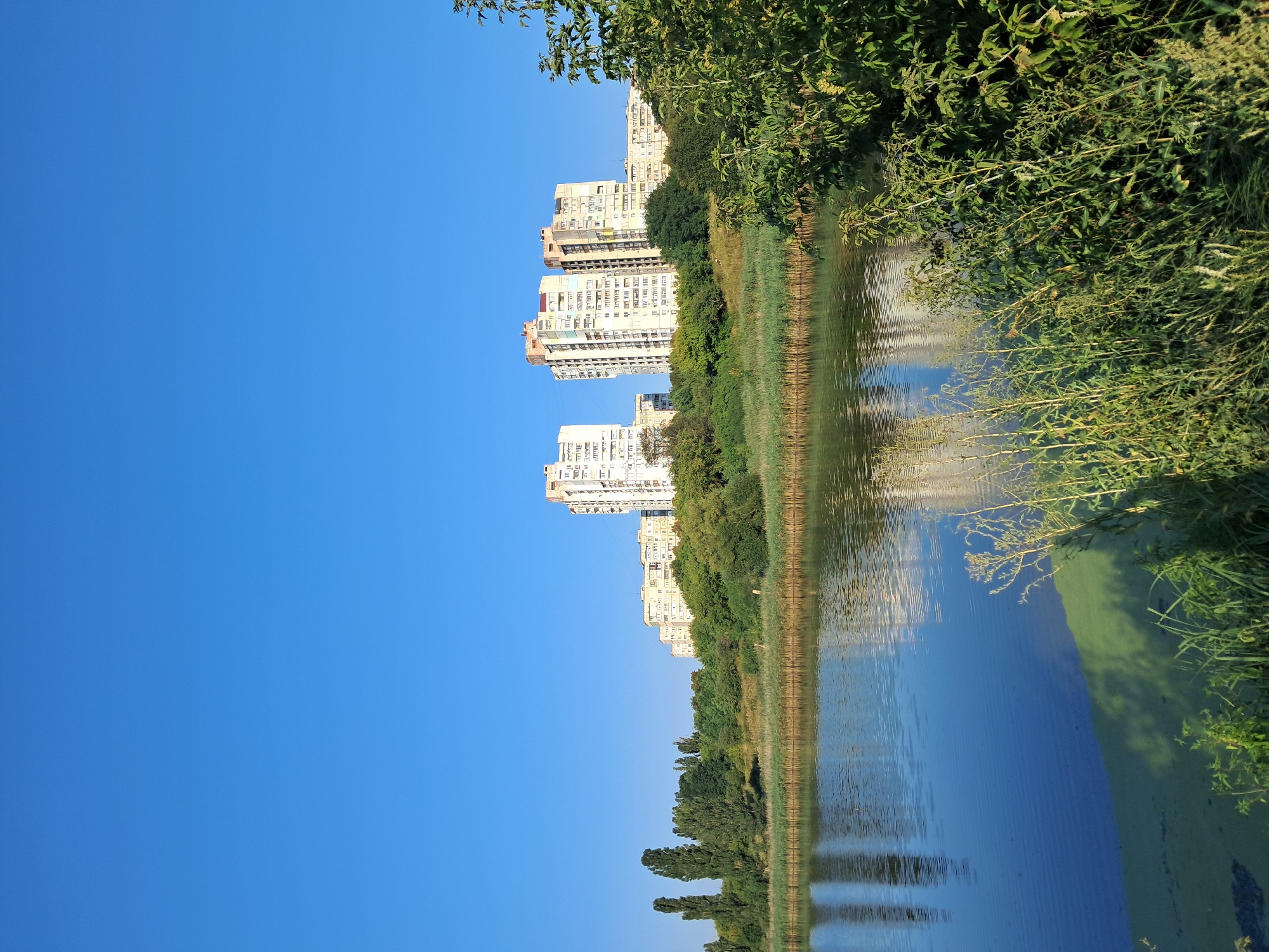 A wide-angle, natural light photograph captures a serene urban landscape with a body of water in the foreground and high-rise buildings in the background. The sky is a clear, bright blue, dominating the upper half of the frame. Below the sky, a line of multi-story apartment buildings, predominantly light-colored with many windows, stretches across the horizon. These buildings are nestled behind a dense line of green trees and vegetation that covers a gentle slope.
In the foreground, a calm lake reflects the blue sky and the buildings. The water's surface is smooth, with subtle ripples creating distorted reflections. Along the edge of the lake, tall, dry reeds and grasses are visible, and on the left side of the lake, a patch of vibrant green algae or aquatic vegetation covers the water's surface. The right side of the foreground features lush green bushes and taller plants, some with dry seed heads, adding texture and depth to the scene. The overall atmosphere is tranquil, suggesting a peaceful coexistence between nature and urban development. The scene appears to be a park or a natural reserve within a city, offering a recreational space by the water. There are no people or animals visible in the image.