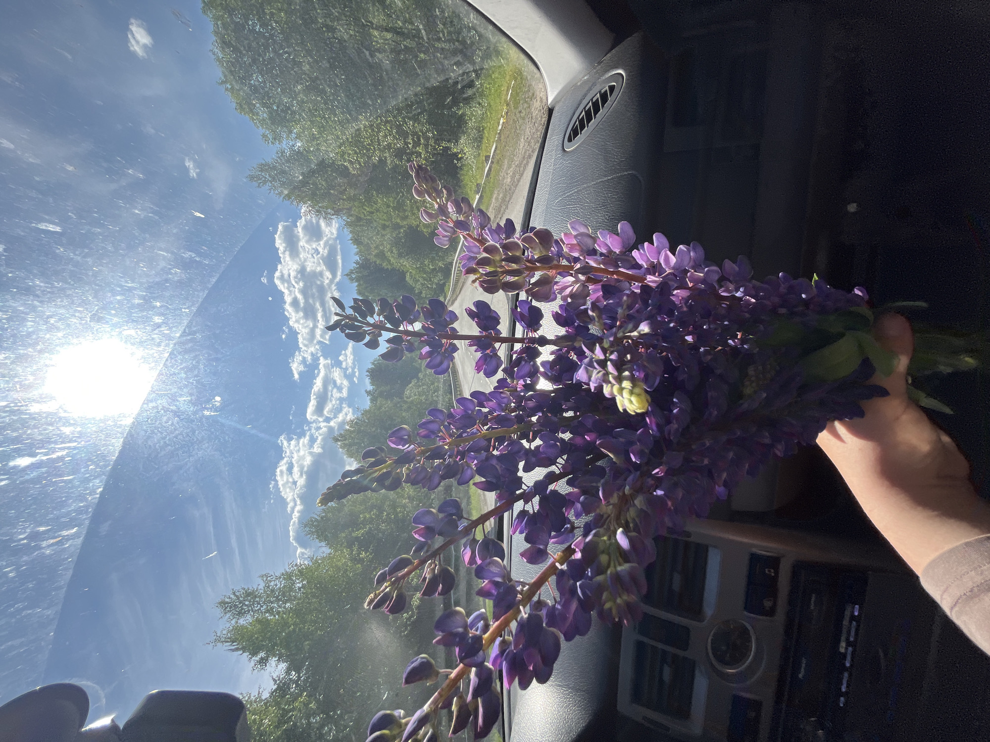 The image depicts a first-person perspective from within a vehicle, likely from the passenger seat, looking forward through the windshield. In the foreground, a light-skinned human hand, partially visible in the lower left wearing a light-colored long-sleeved garment, holds a large bouquet of vibrant purple lupin flowers (Lupinus polyphyllus). Some green stems and leaves are visible, along with a cluster of yellowish-green buds within the bouquet.
The vehicle's dark-colored dashboard occupies the lower and mid-sections of the image, featuring air vents (circular on the driver's side, rectangular on the passenger side) and a central console with a Pioneer-branded head unit and various control buttons.
Through the windshield, a two-lane asphalt road is visible, stretching into the distance and flanked by dense green forest on both sides, suggesting a rural or wooded environment. A low, grey guardrail runs along the right side of the road. The sky is clear blue with scattered white cumulus clouds. The sun is intensely bright in the upper left quadrant, causing significant glare and streaks across the windshield.
The scene is set in Chumna, Russia, on what appears to be a sunny day.