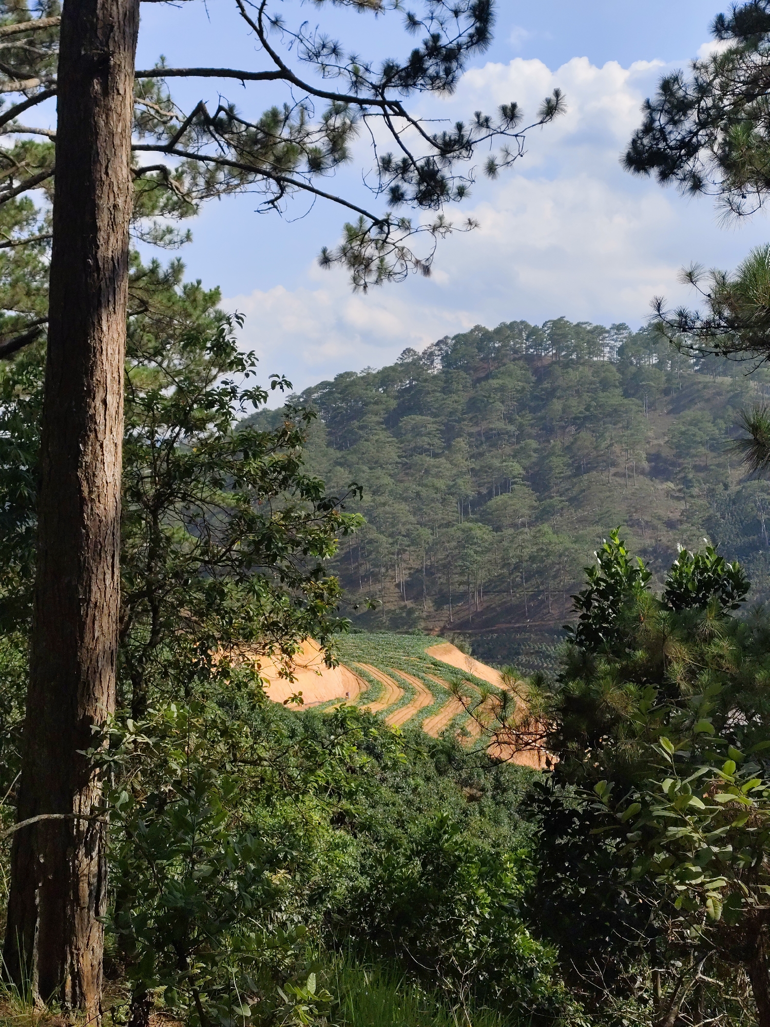The image depicts a mountainous landscape, likely in the vicinity of Tuý Sơn, Vietnam, based on the environment. Foregrounded is dense vegetation with a prominent tree trunk on the left, and various green shrubs and foliage filling the lower portion of the frame. Looking through a gap in the vegetation reveals a terraced agricultural area with visible rows, contrasting with the surrounding forested slopes. The hillside in the middle ground is covered with a dense forest, and the sky is partially visible through the trees, showing a mix of blue sky and clouds. No people or animals are immediately visible in the scene. The light suggests it is daytime, with a focus on natural elements, primarily trees and the terraced landscape.